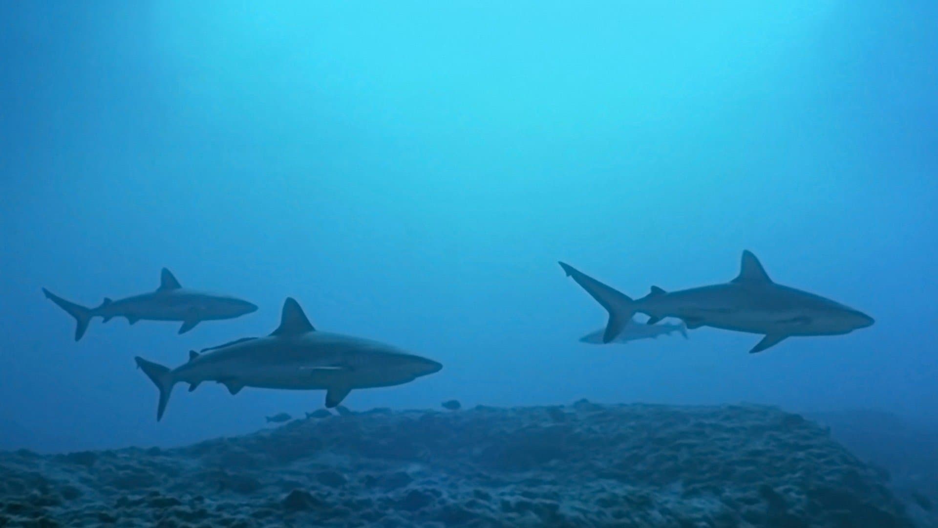 아틀란티스 : 바다의 오페라