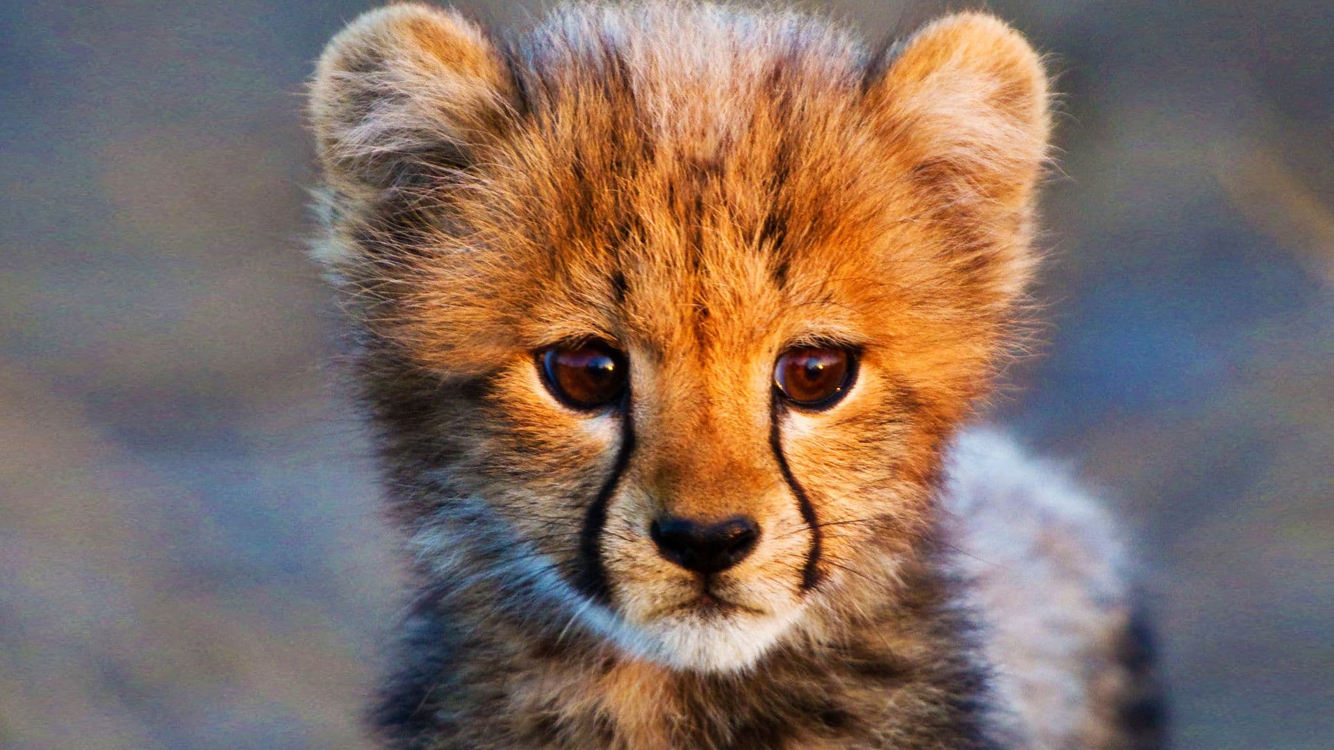 새끼 동물이 사는 법