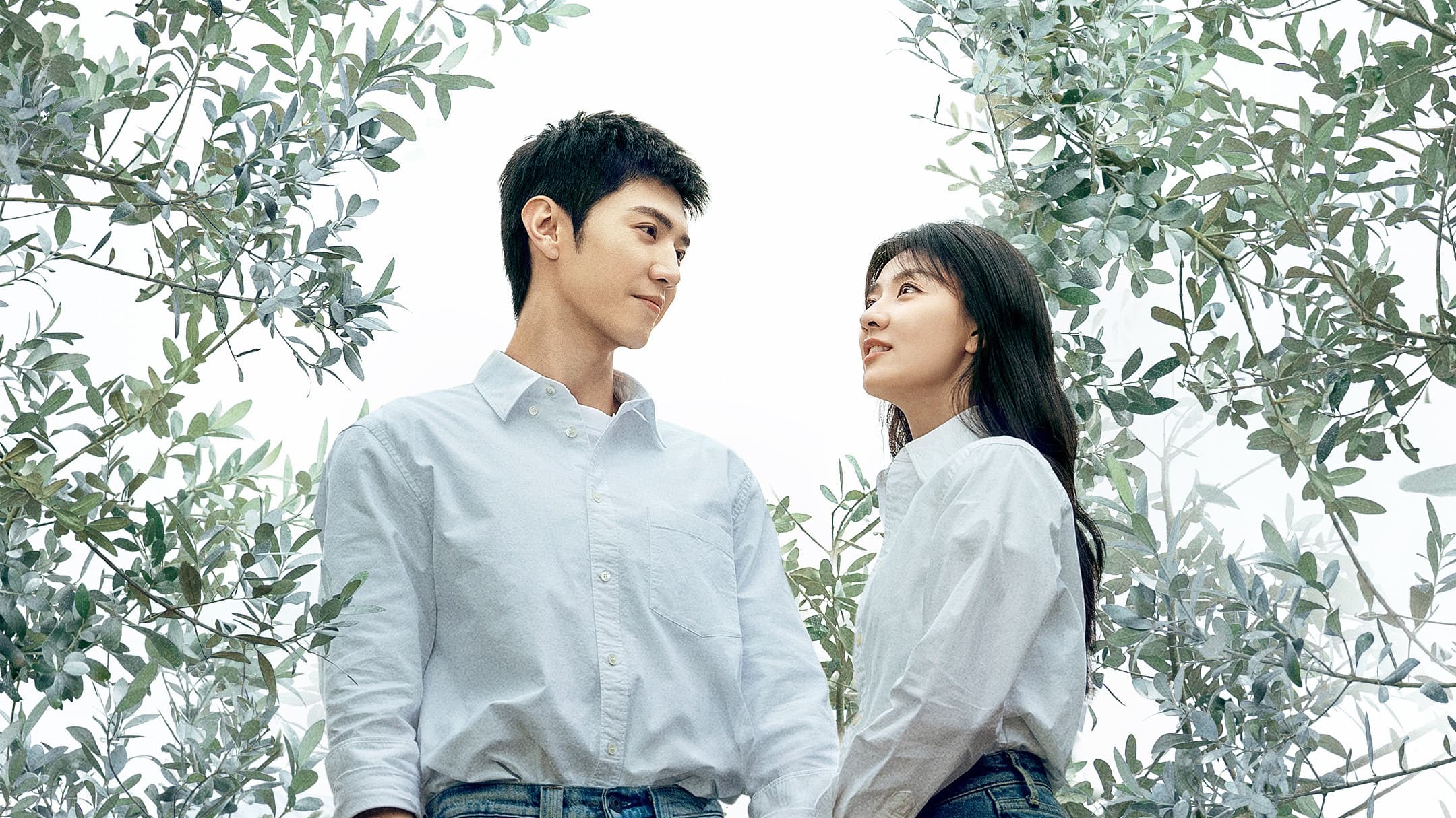 백색감람수 : 하얀 올리브 나무