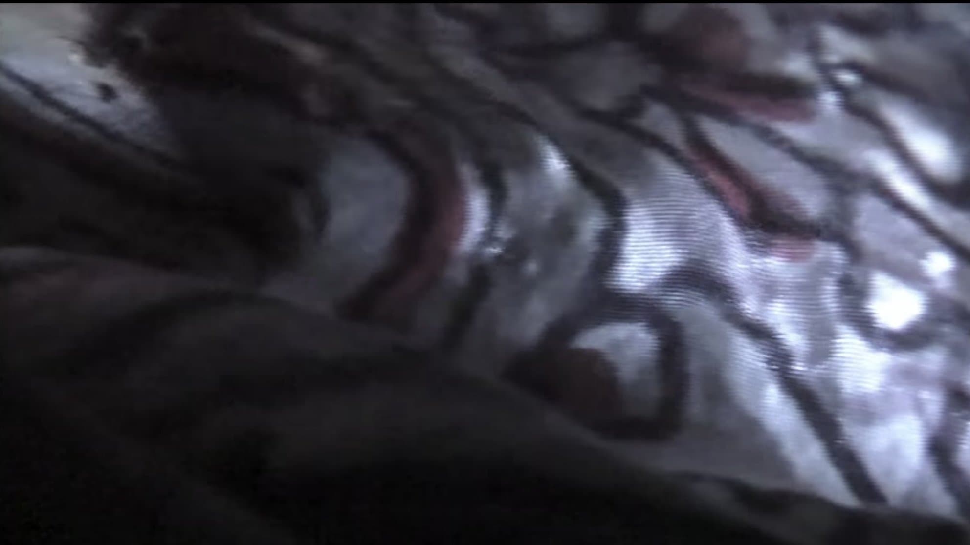 베니스 70: 미래 재장전