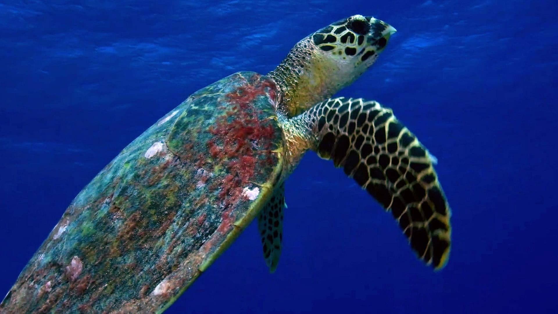 L'oasis de corail des Tuamotu