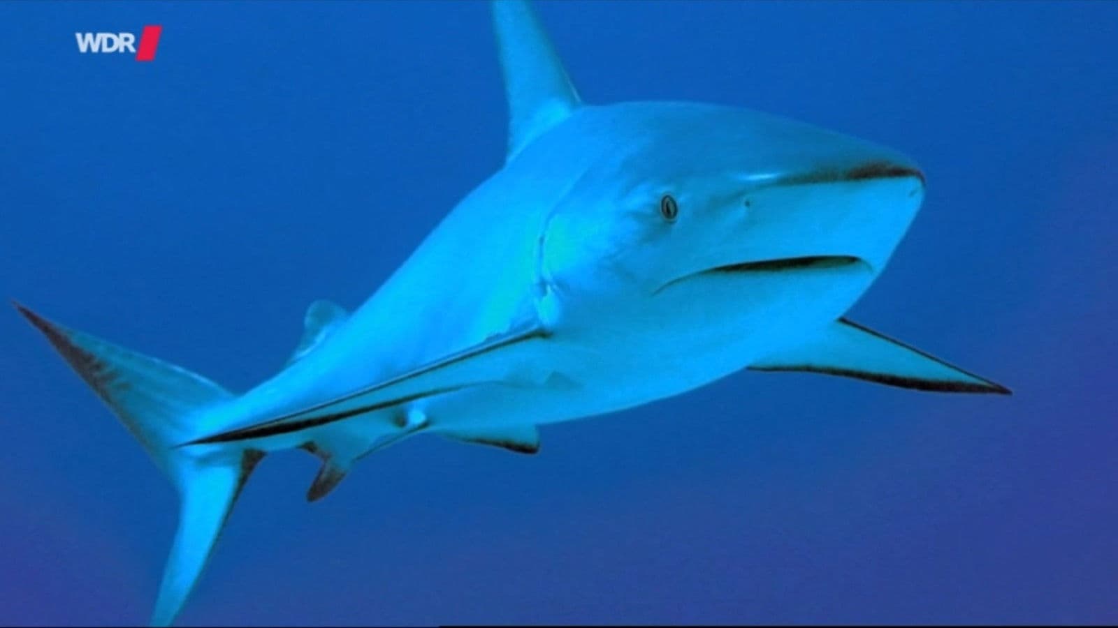 Natural Killers - Auf der Suche nach Haien