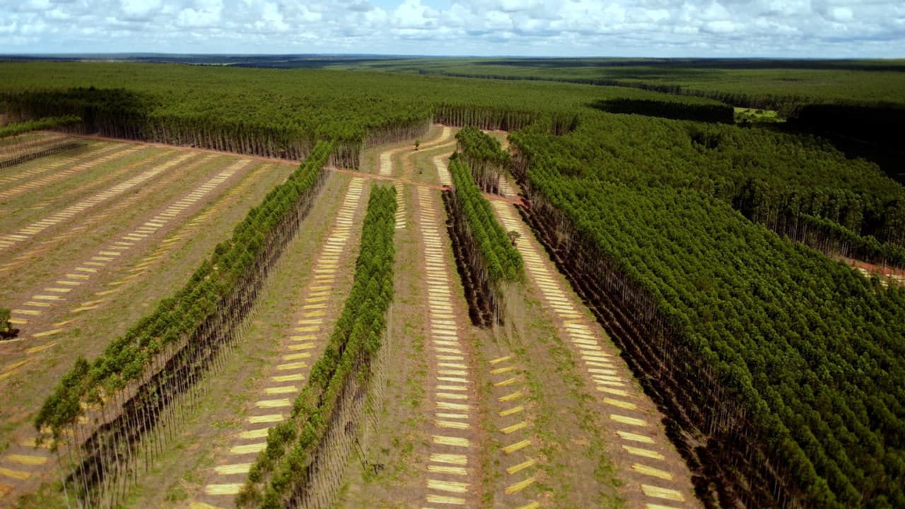 Planter à tout prix - Des arbres pour sauver la planète ?