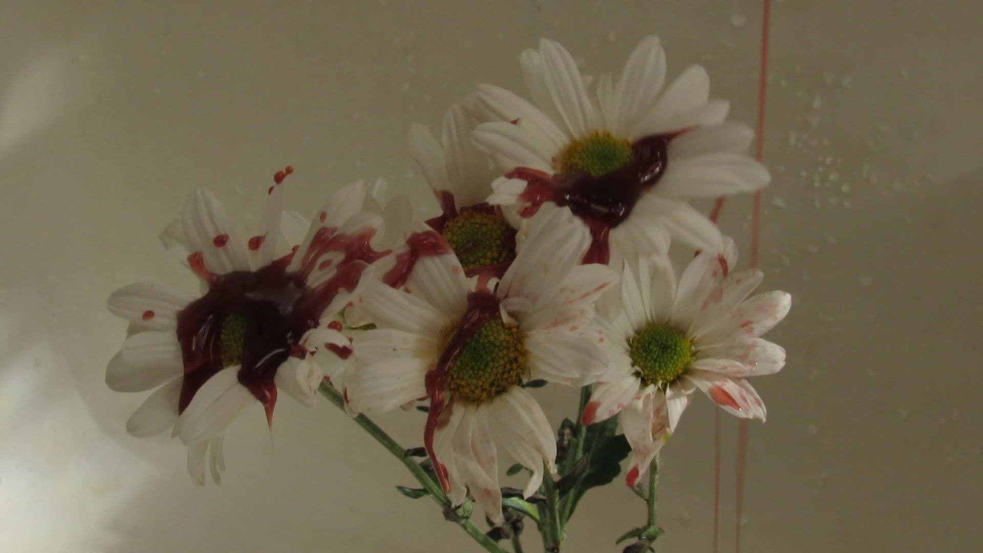 A Carcaça da La Ursa