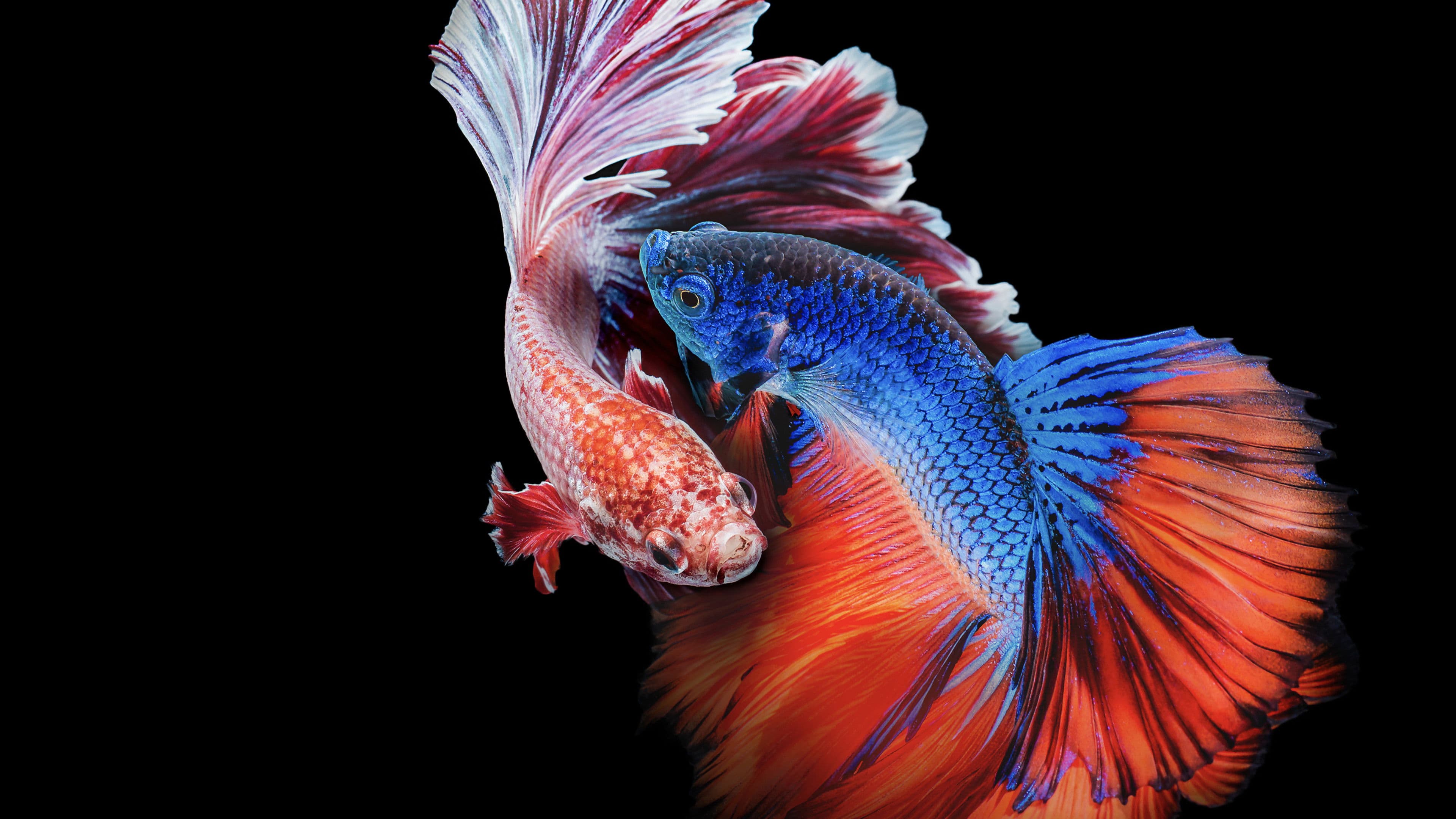 아시아의 기이한 생물들