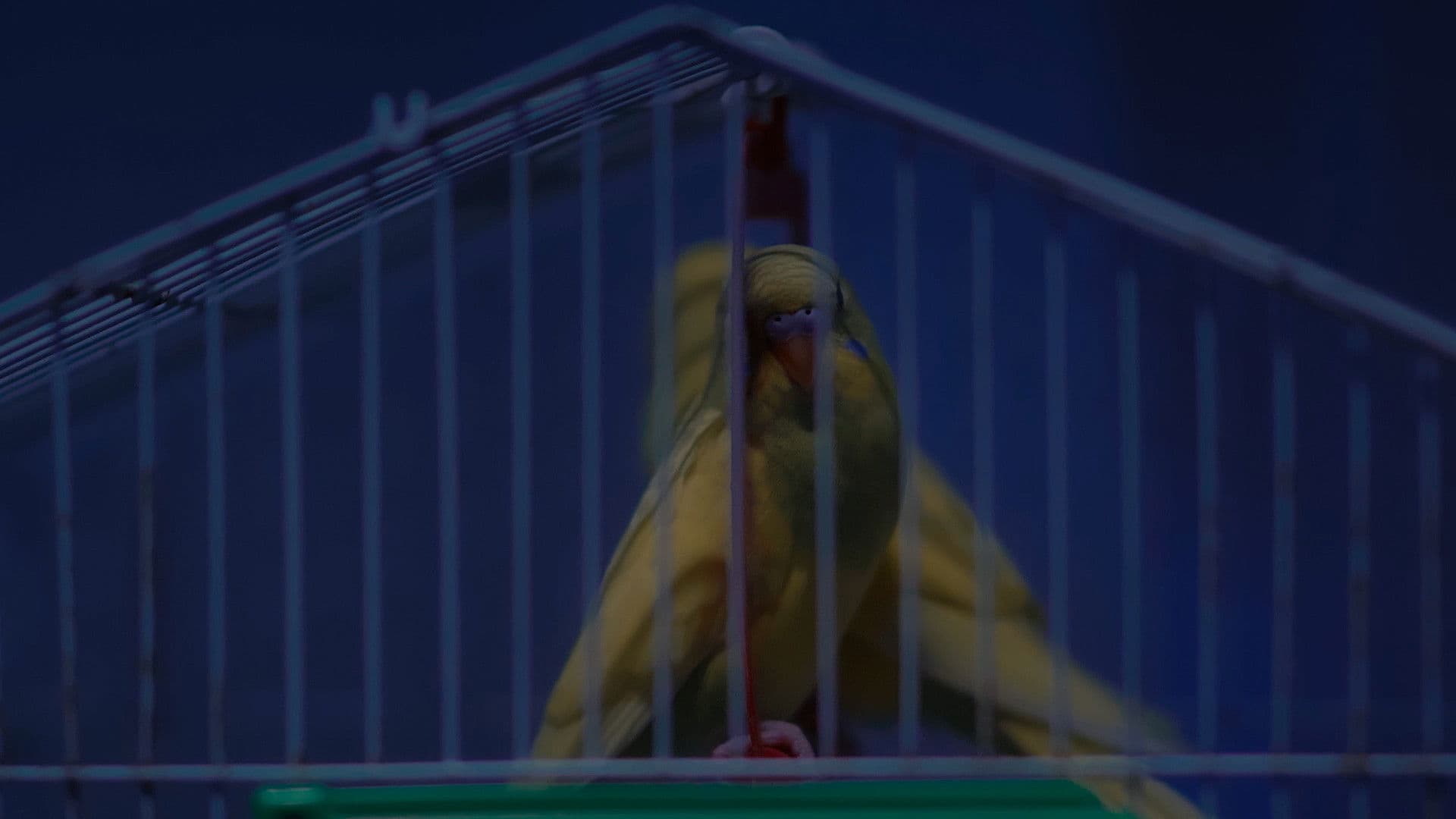 العصافير كانت يجب أن تُطلق