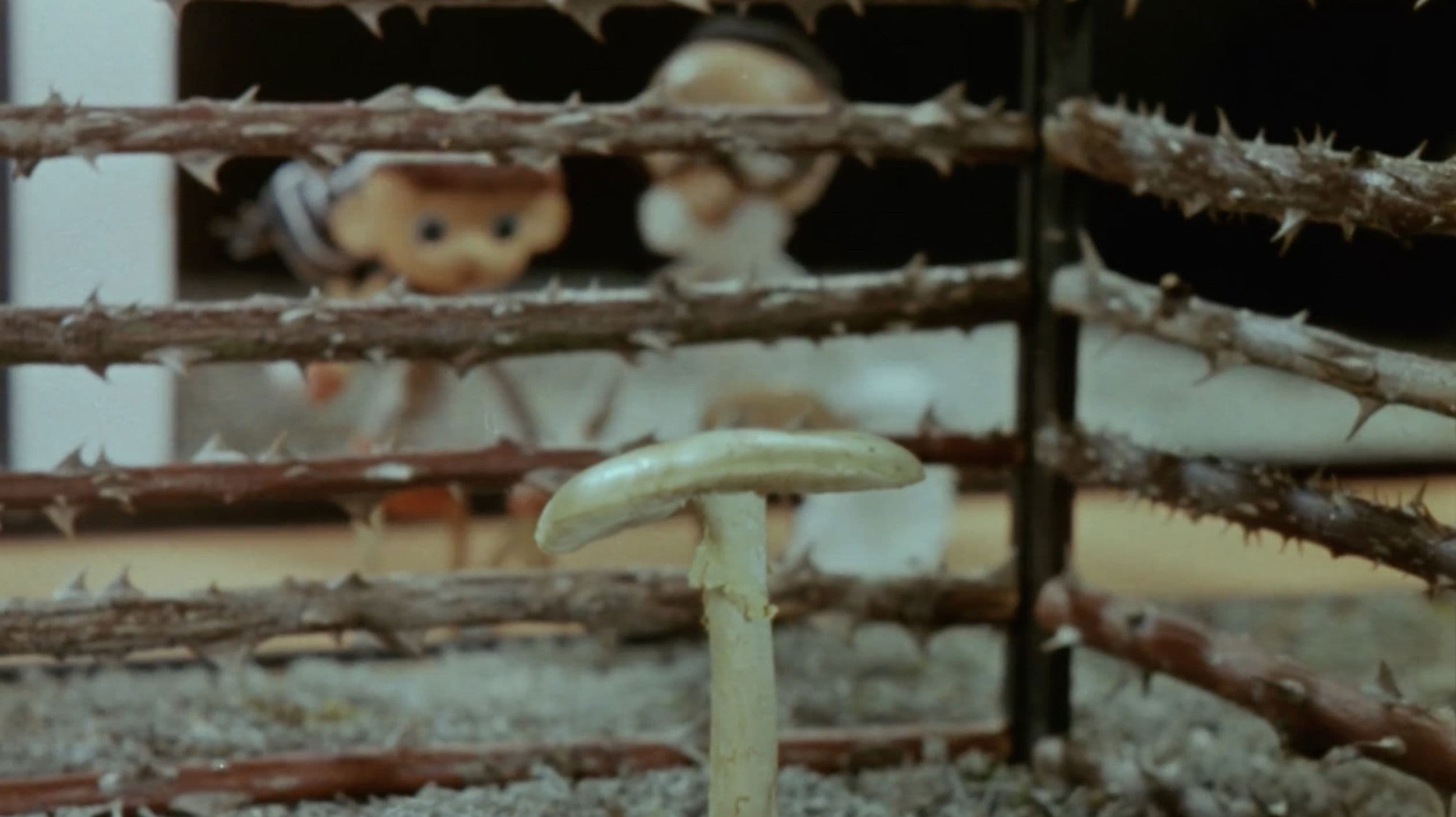 Operaator Kõps seeneriigis