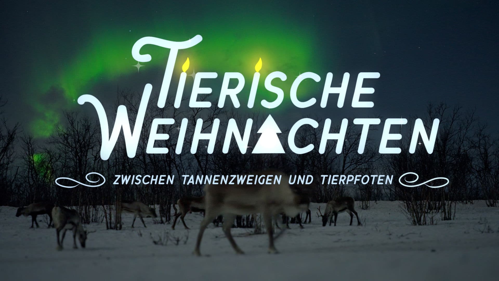 Tierische Weihnachten - Zwischen Tannenzweigen und Tierpfoten
