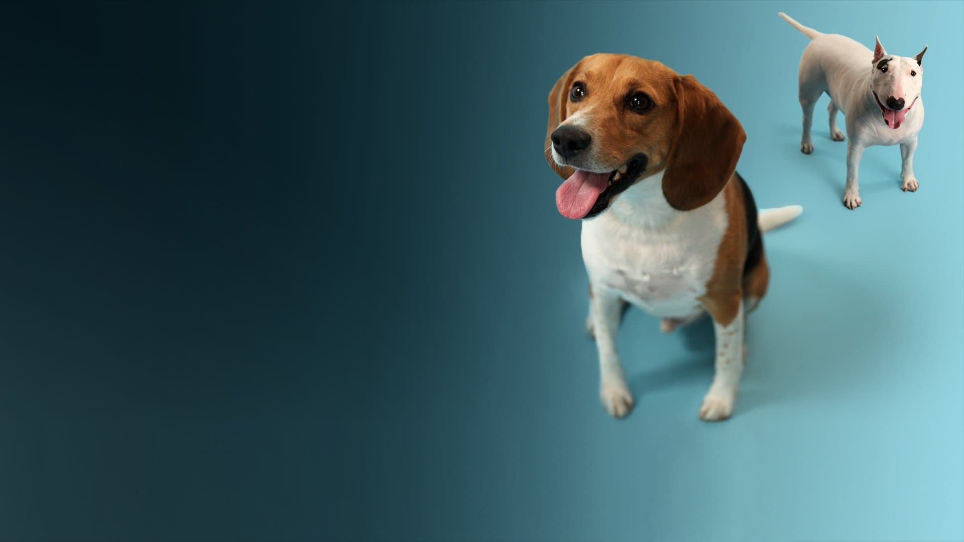 개의 진화: 지금의 모습을 갖기까지