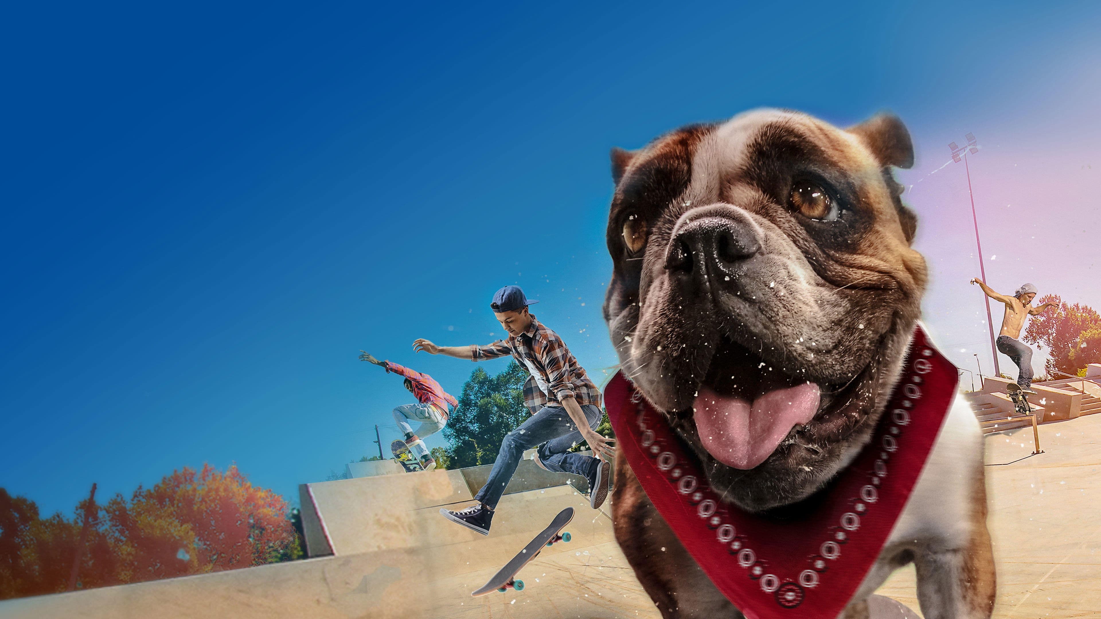 스케이트보드 독