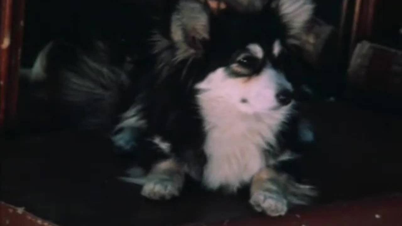 Дрессировщики