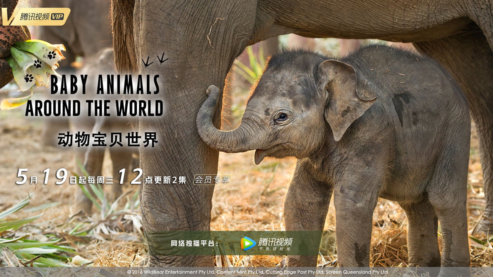 Baby Animals Around the World