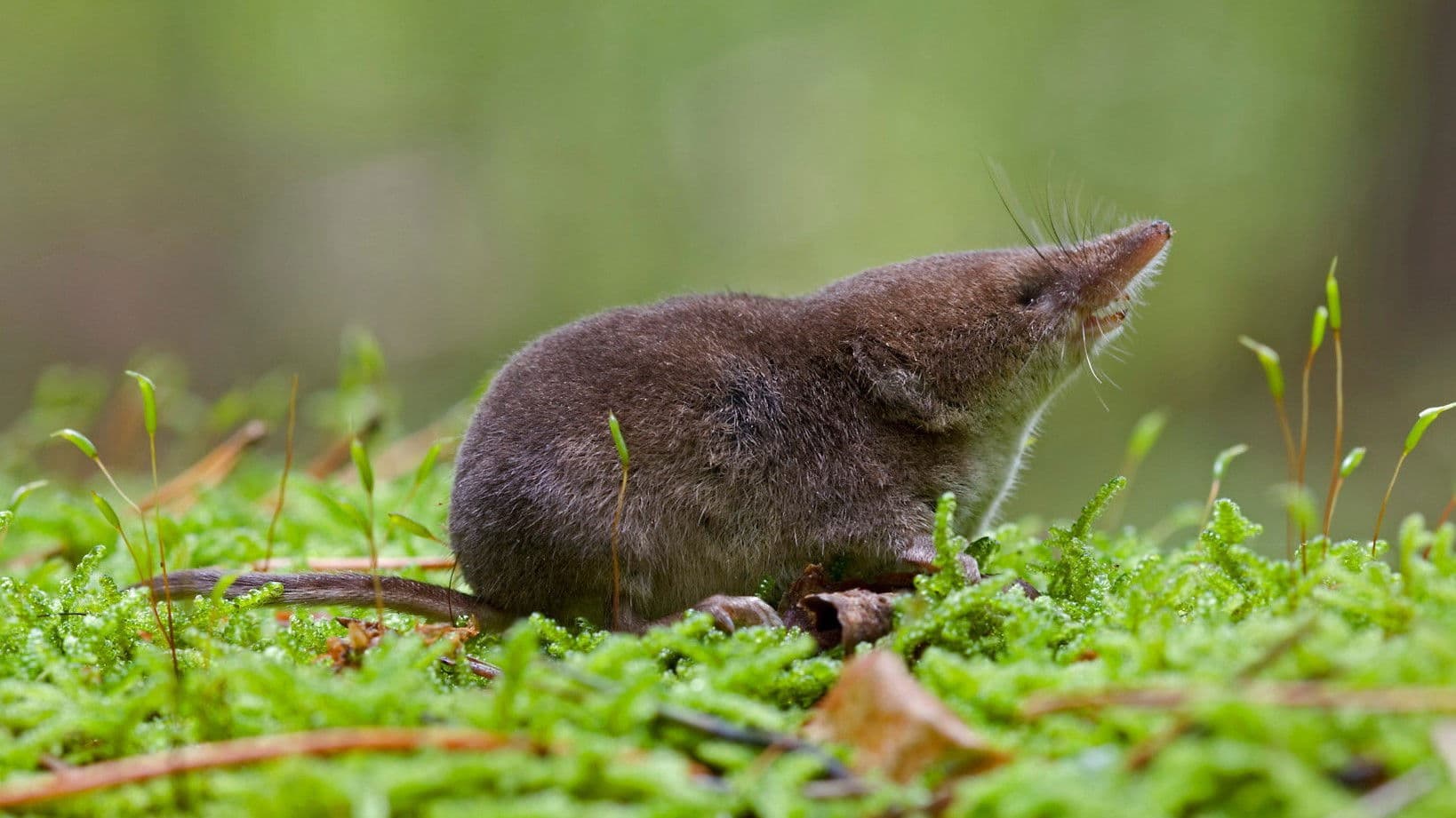 가장 작은 동물들
