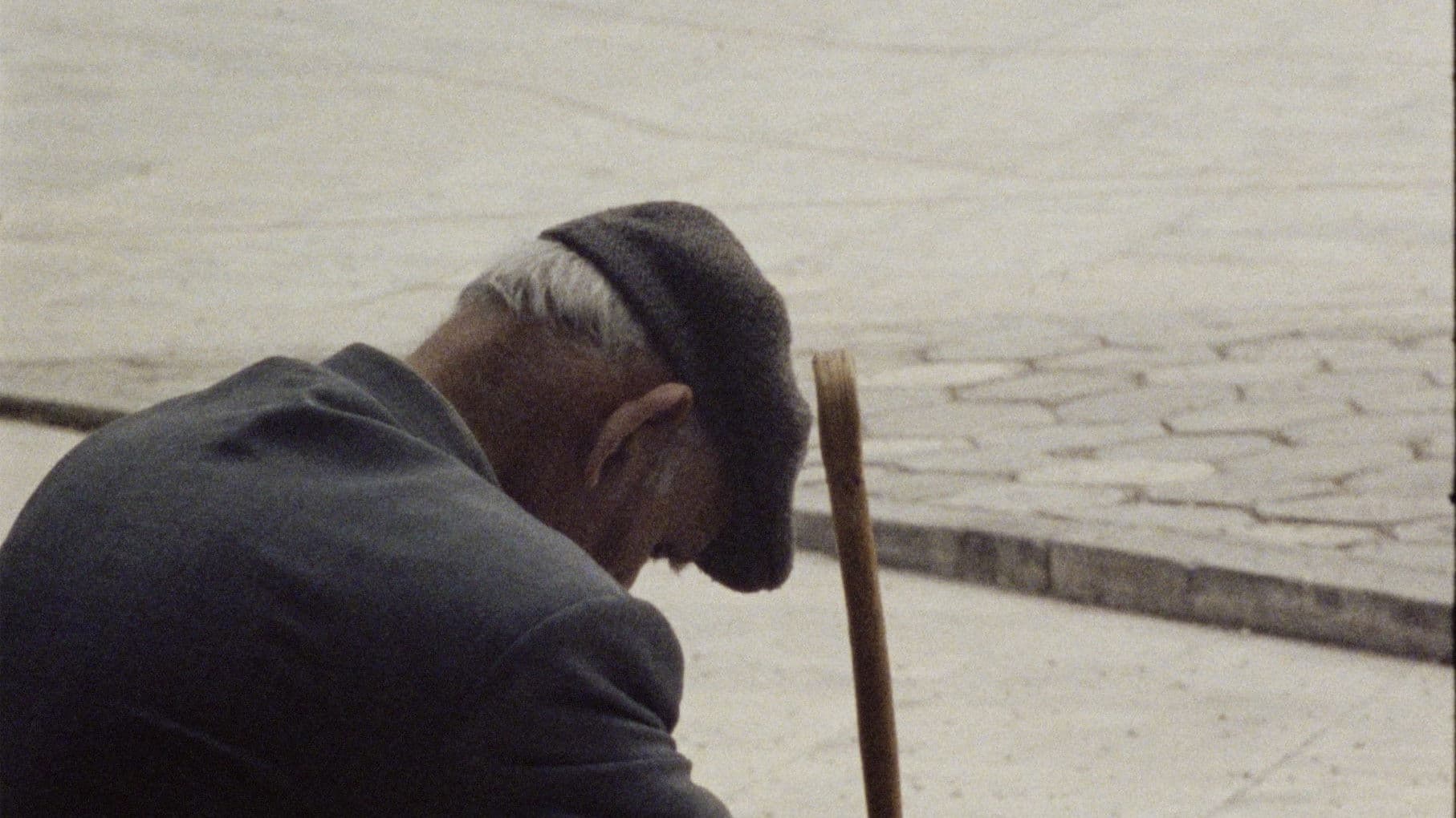 Among the Eucalyptuses