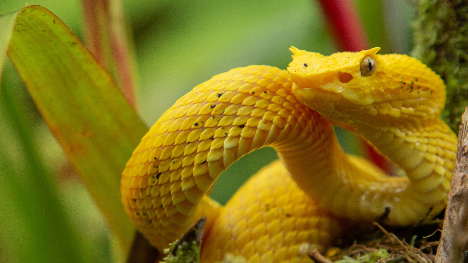 와일드 중앙아메리카