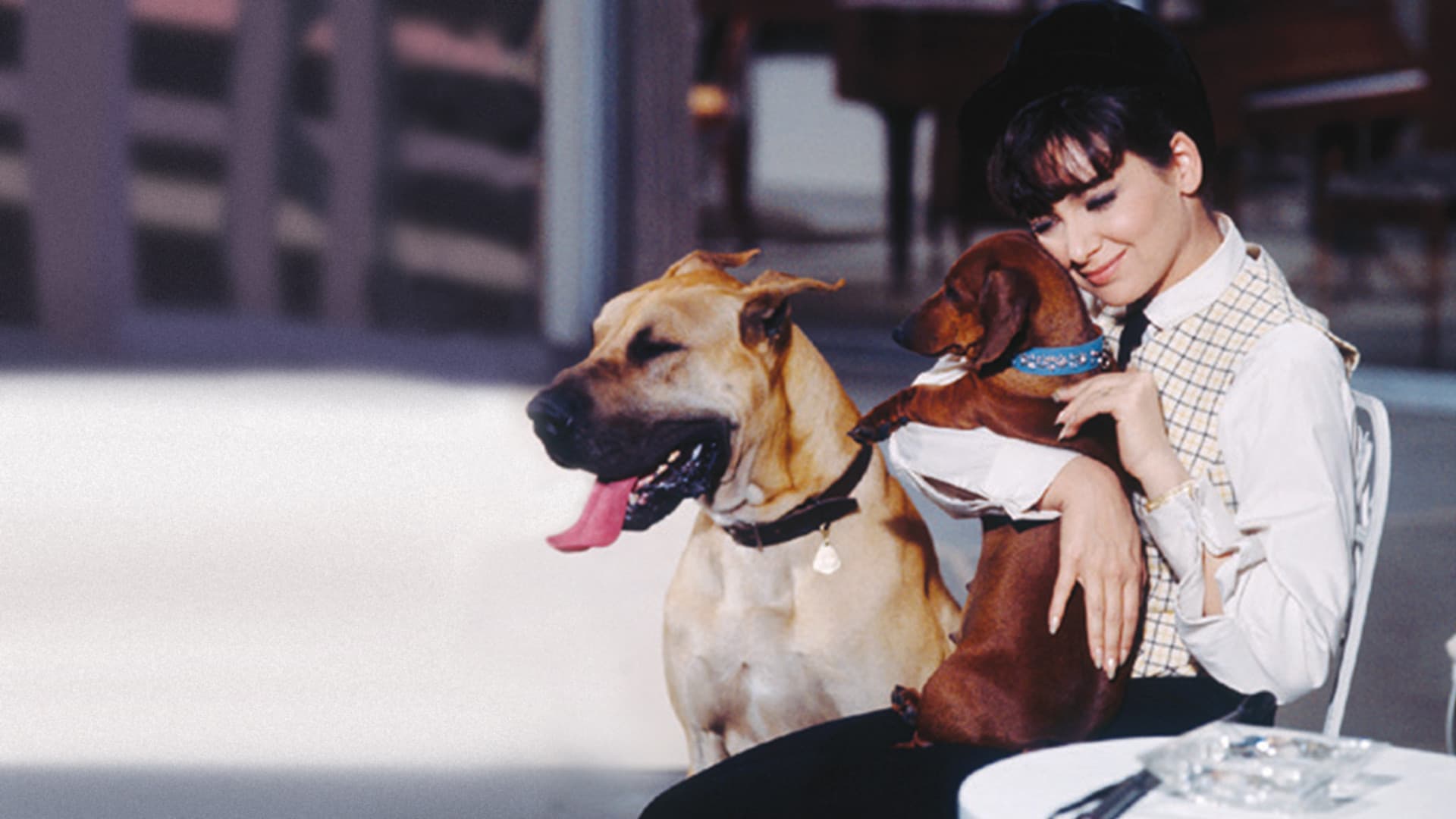 어글리 닥스훈트