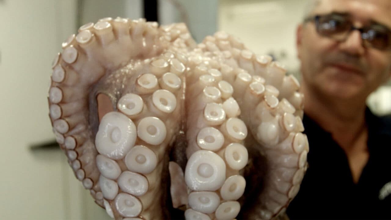 이탈리안 키친: 음식의 이민사