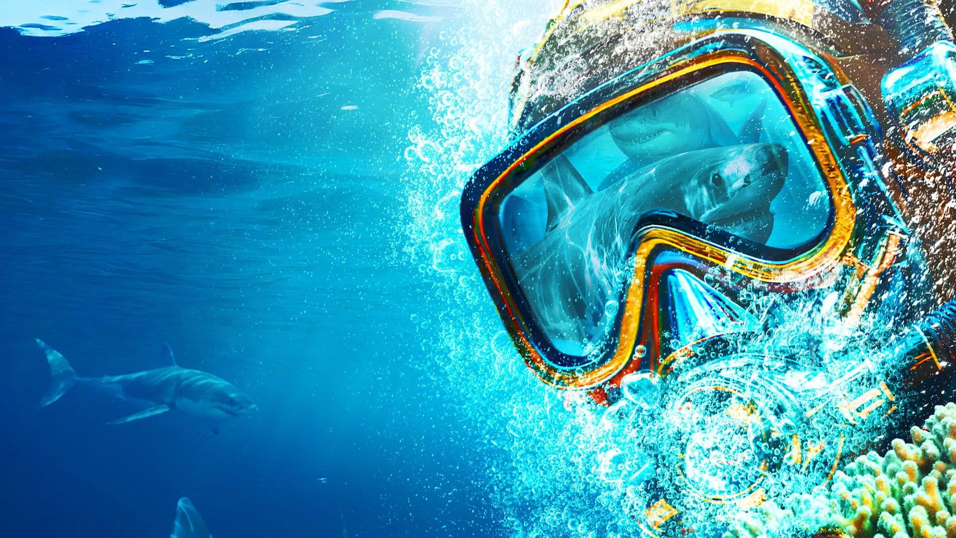 Sydney Harbor Shark Invasion