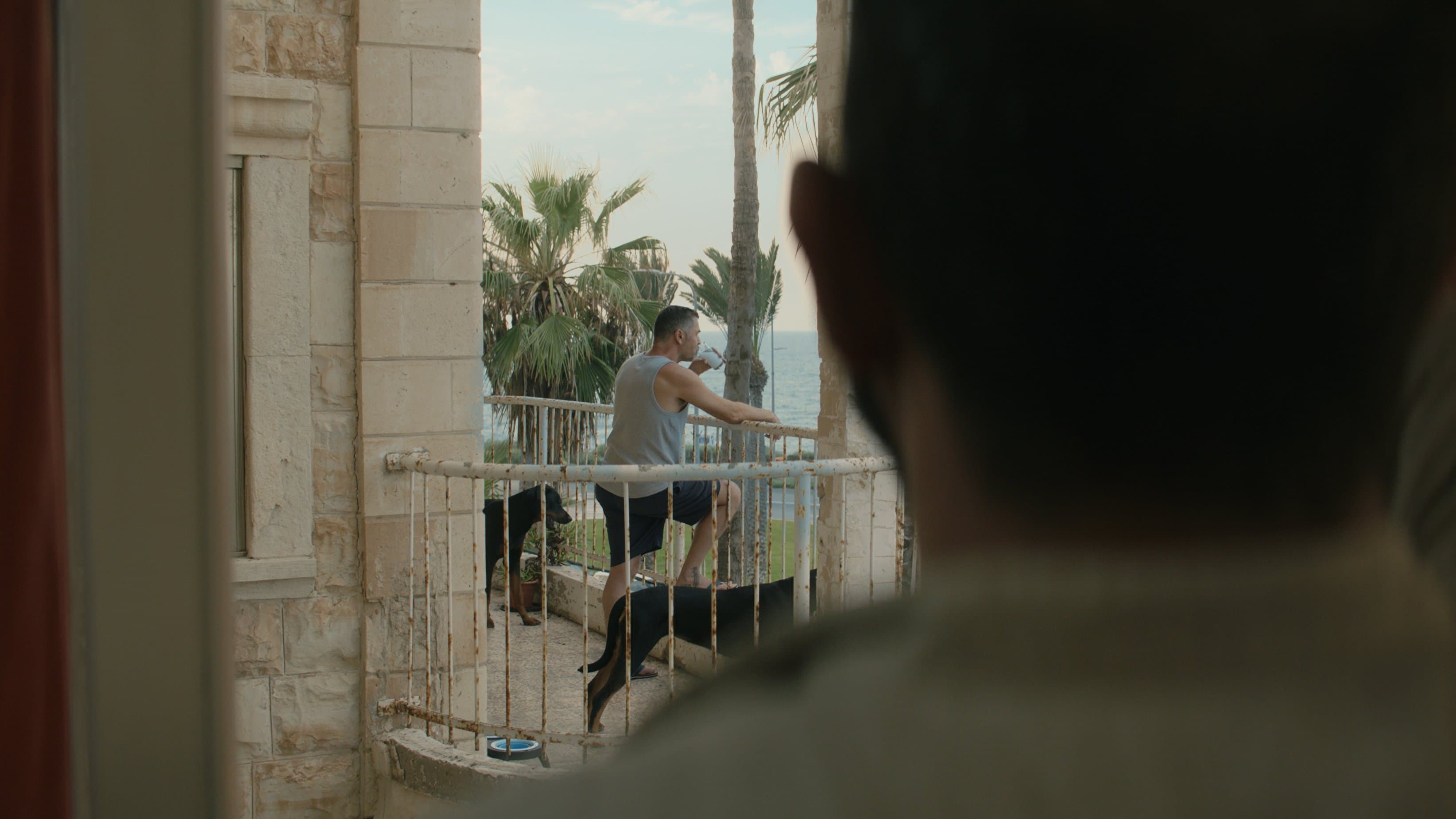 메디터레이니언 피버