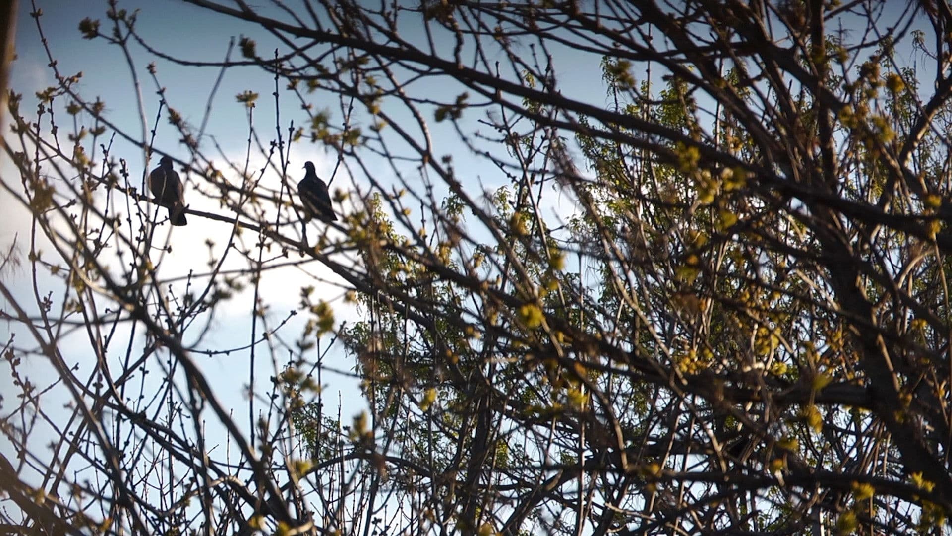 Ni siquiera las flores