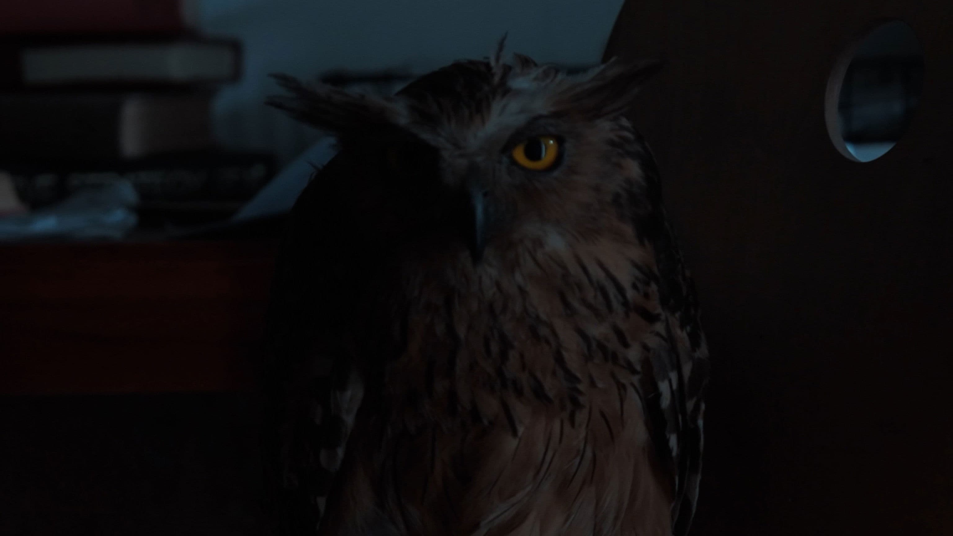 Anatomi Burung Hantu