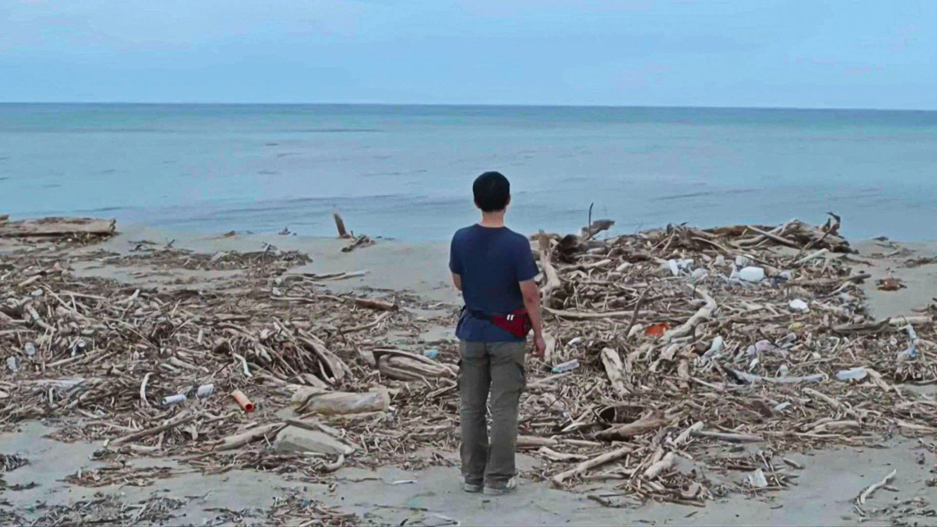 바람나무는 거문고처럼