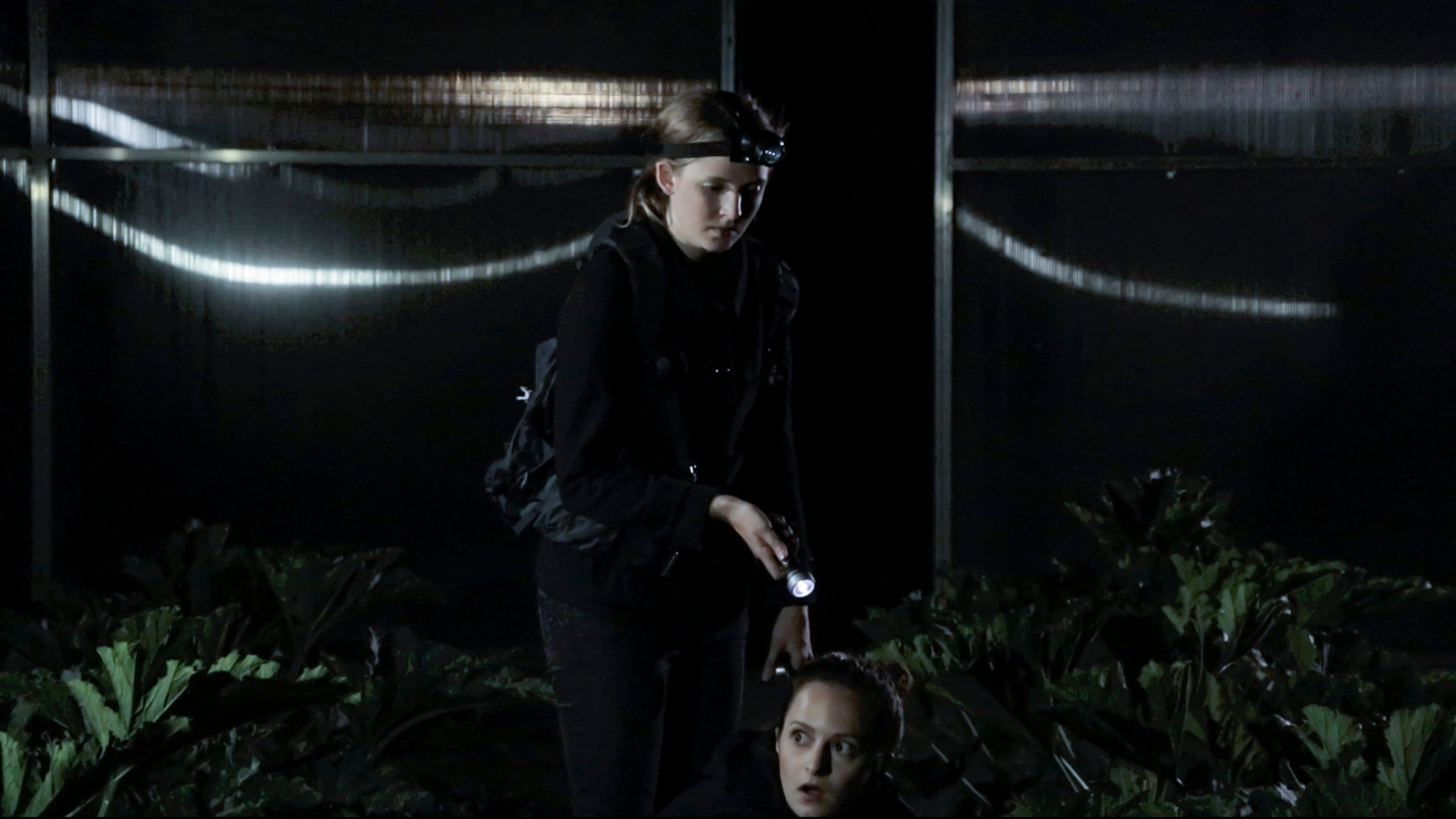 Winterzwiebeln im Sommer