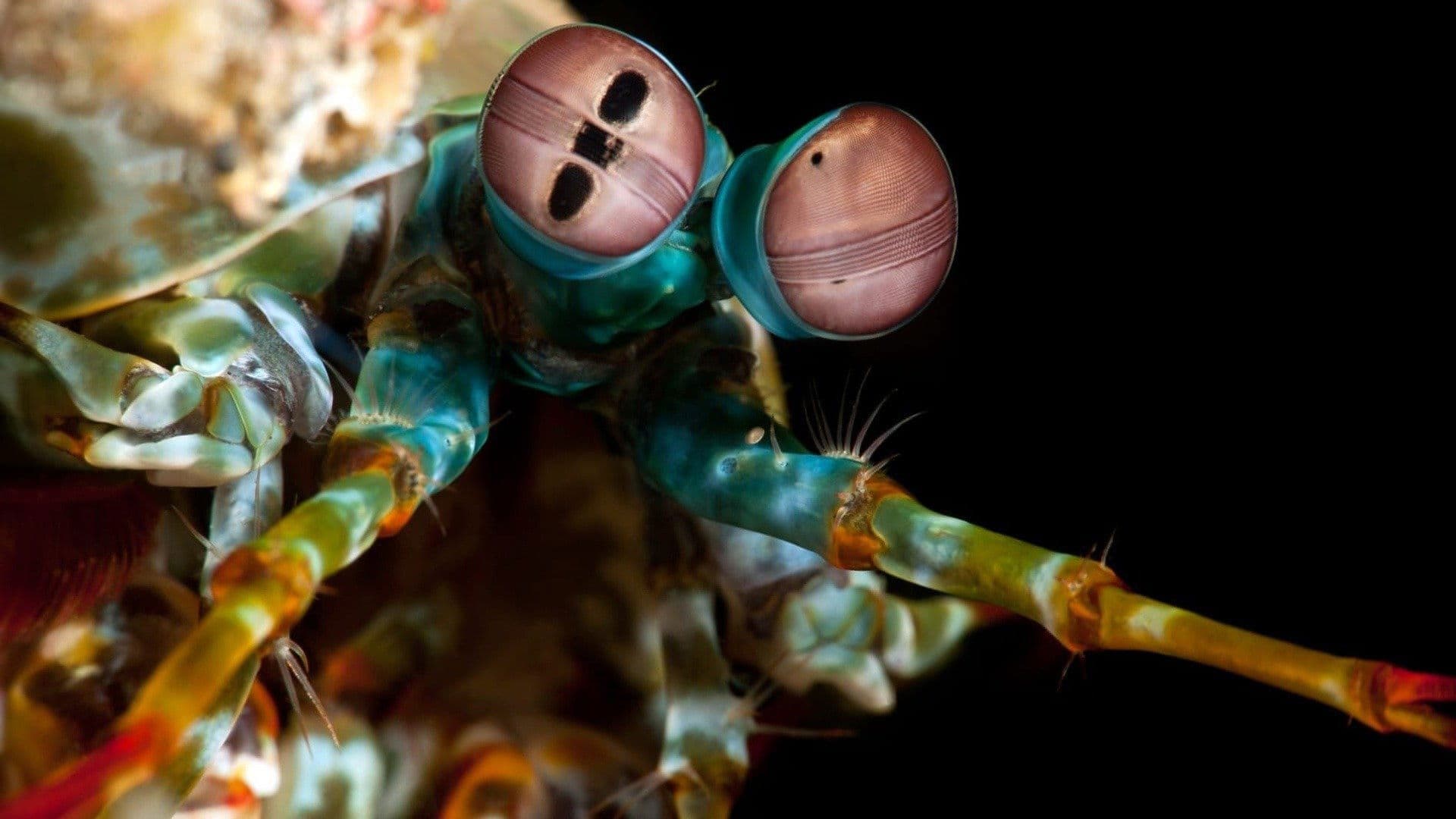 바다의 기이한 생물들