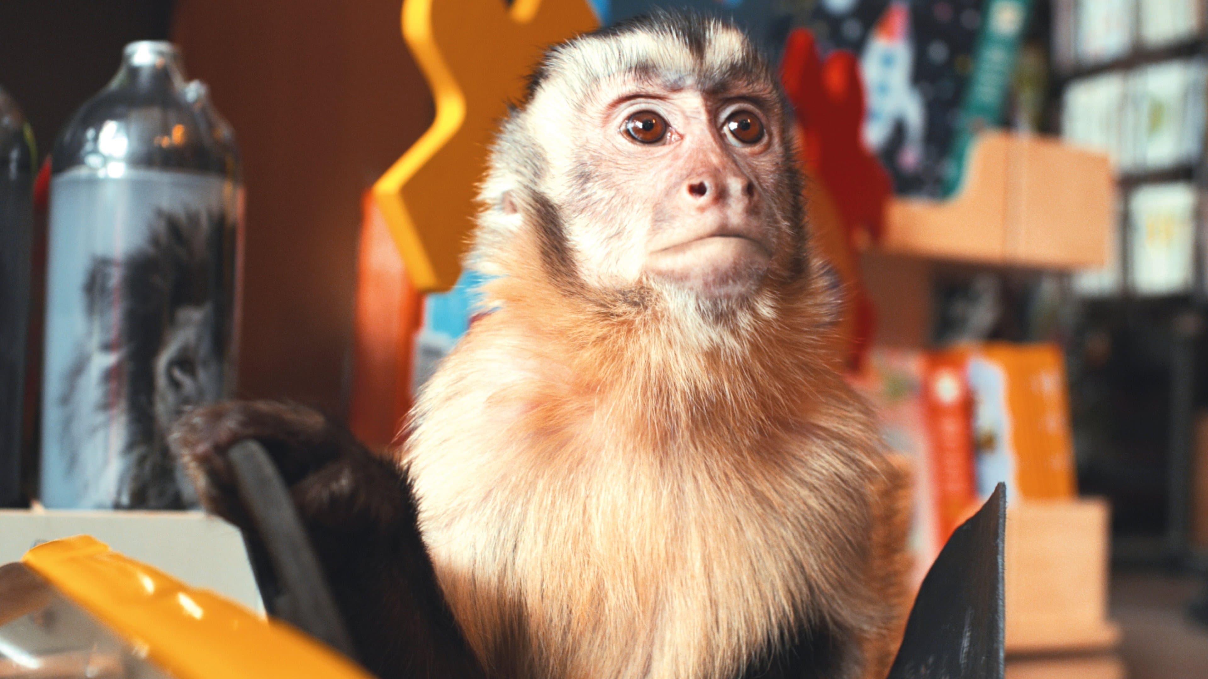 날으는 원숭이 아키코