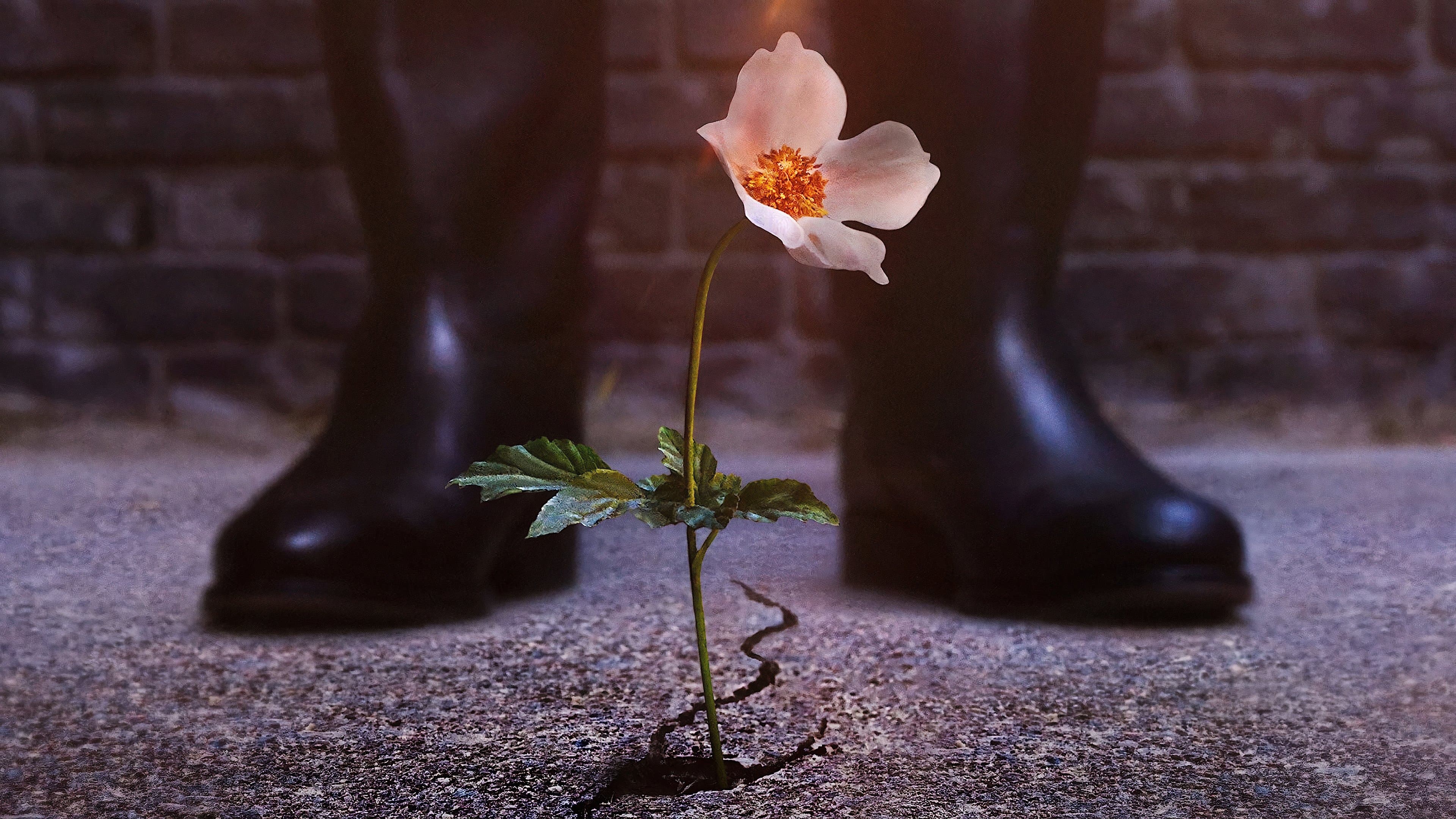 높은 성의 사나이