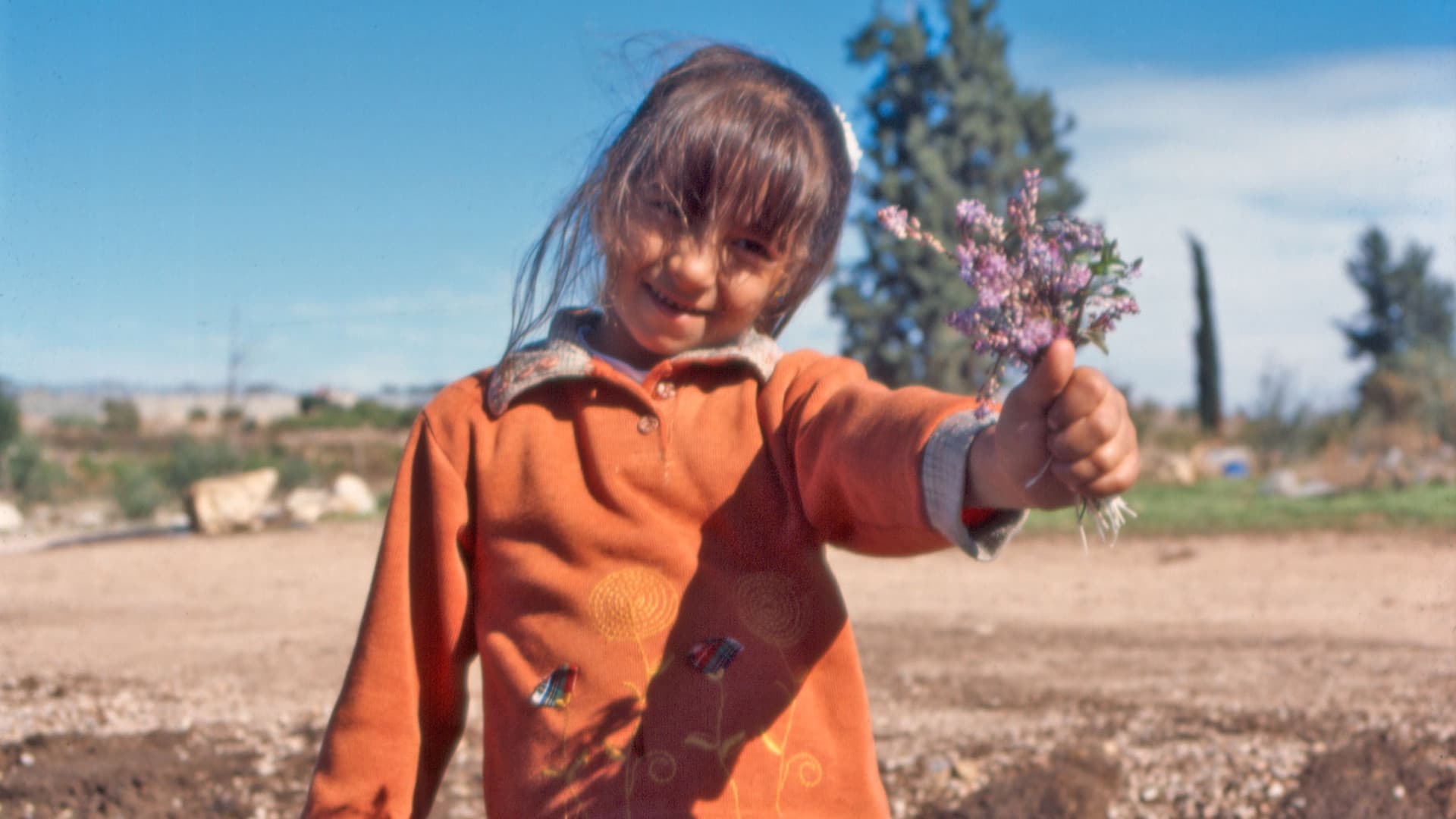 El color de los olivos