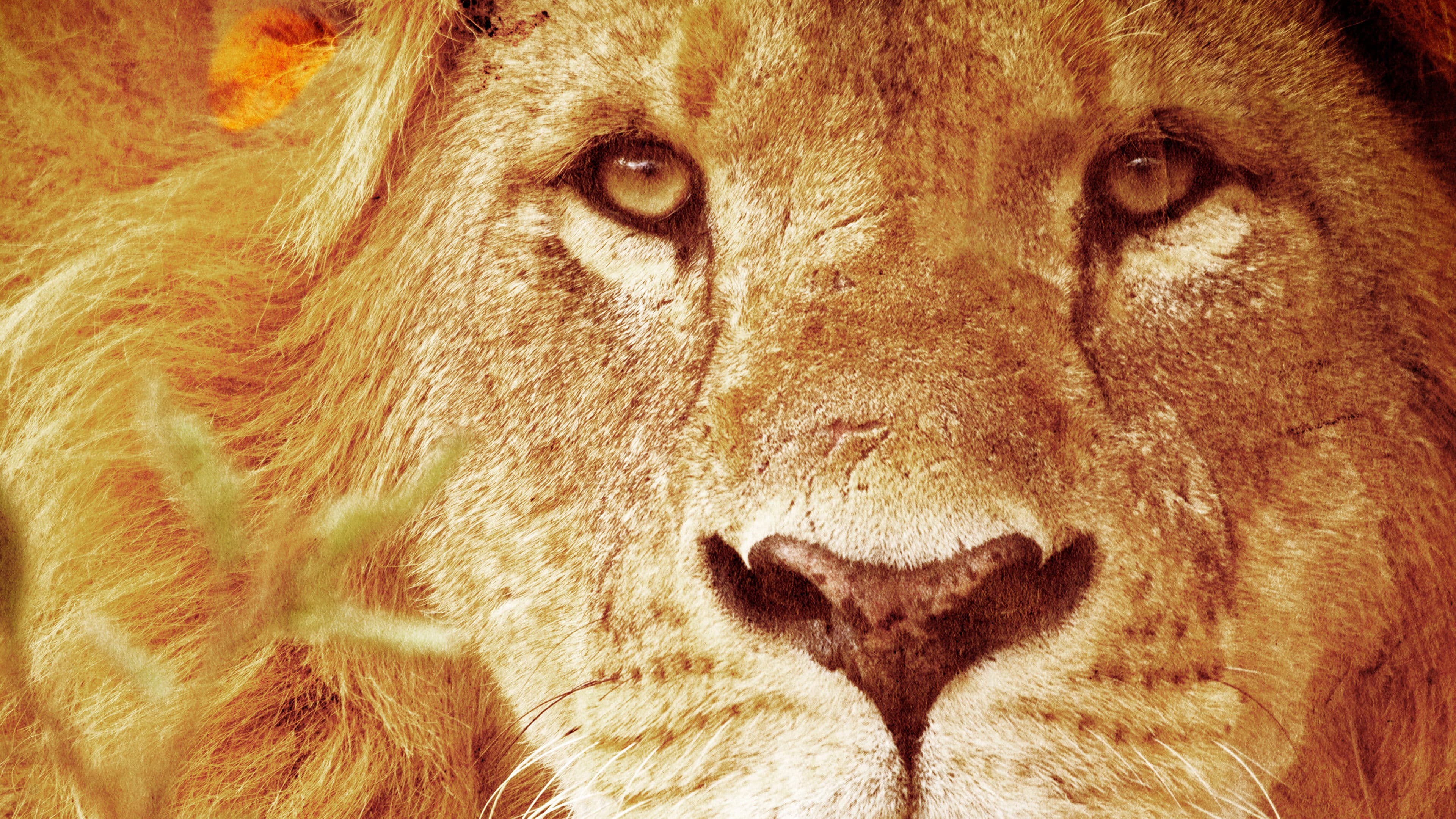 조엘 램버트의 포식자 관찰일지