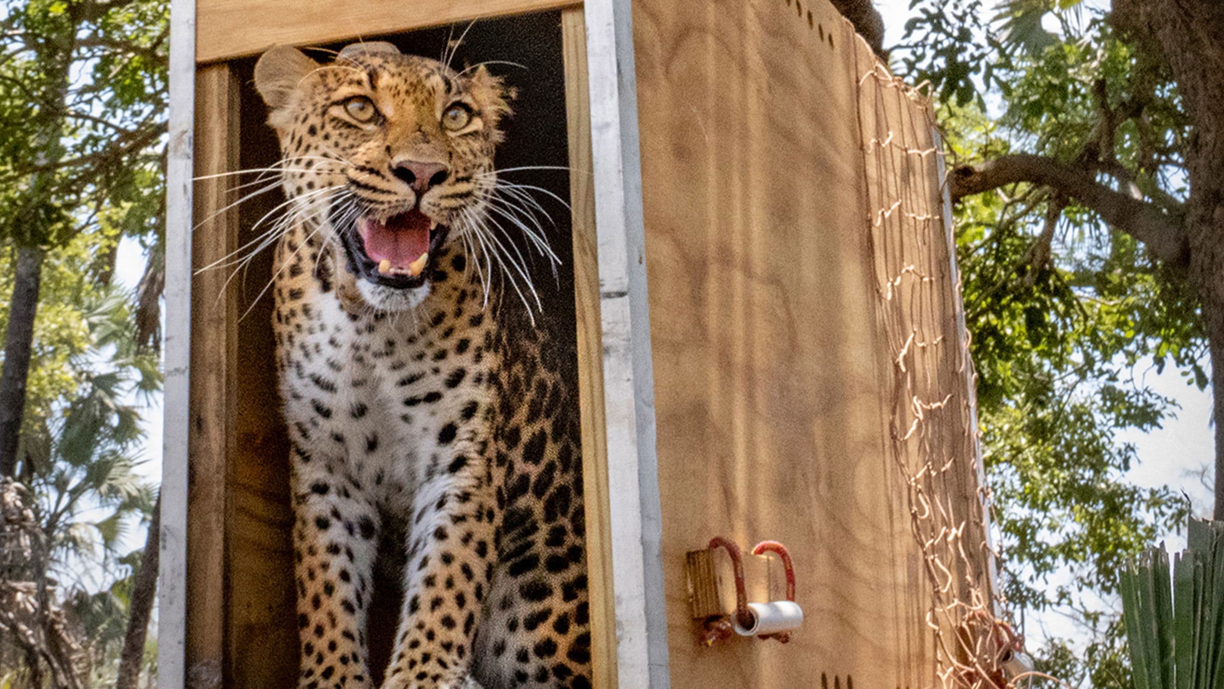 Return of the Predators