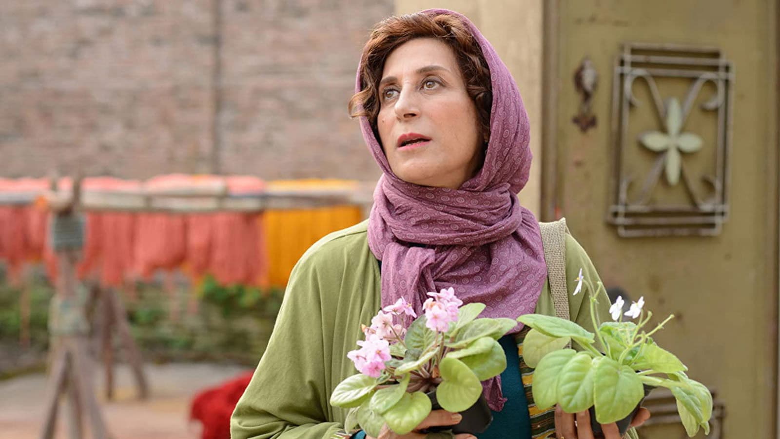 아프리칸 바이올렛