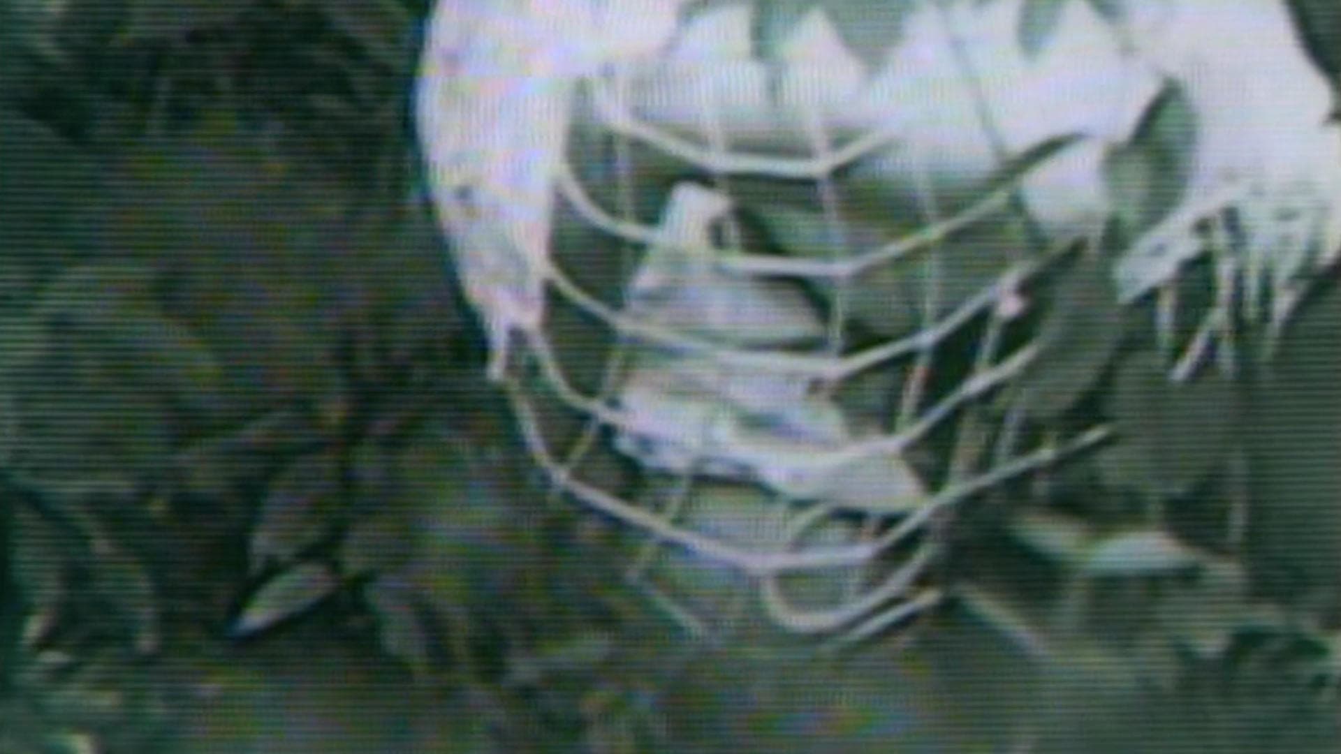 기니어피그 EP1 : 악마의 실험