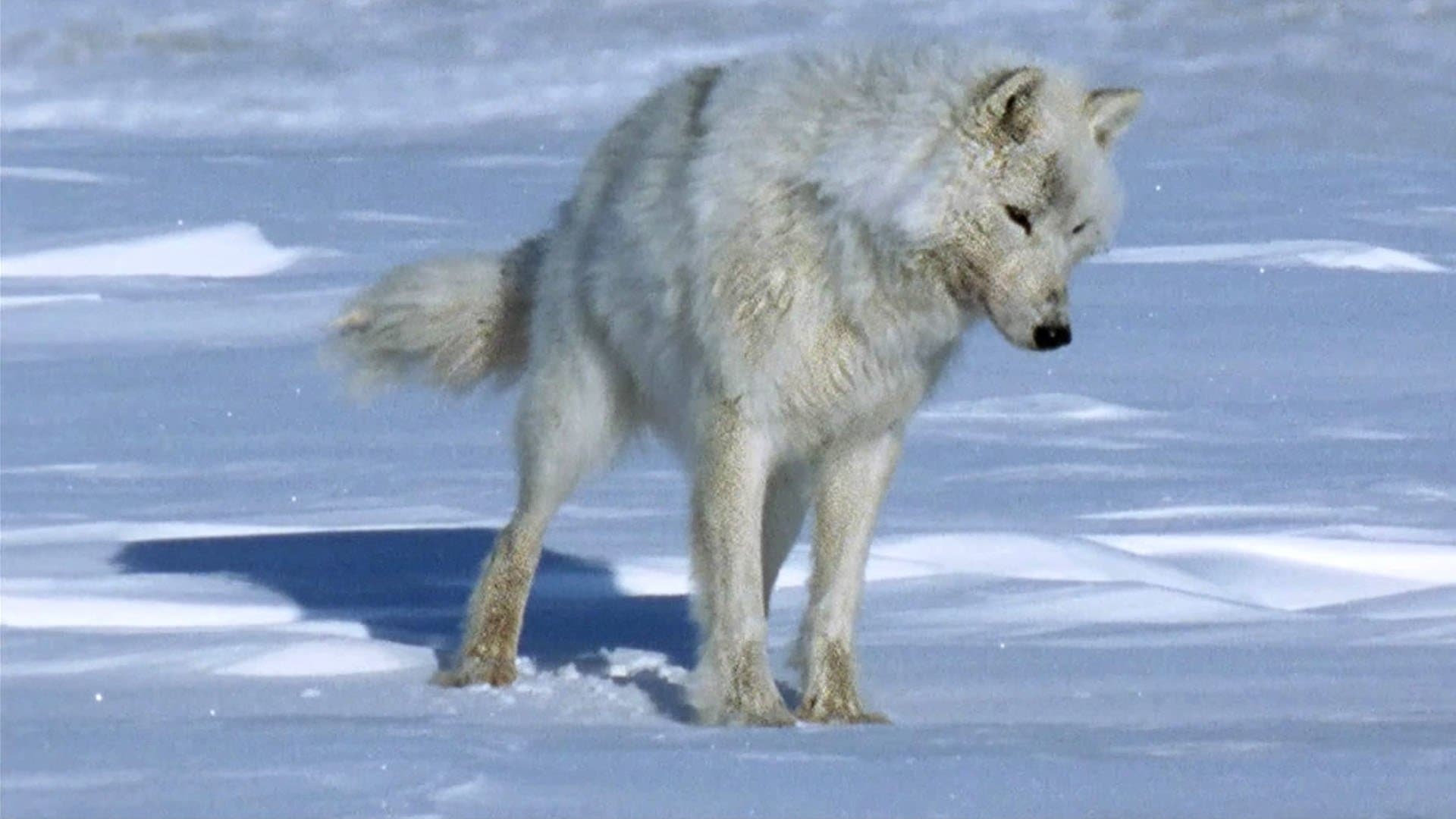 얼음왕국: 북극의 여름이야기