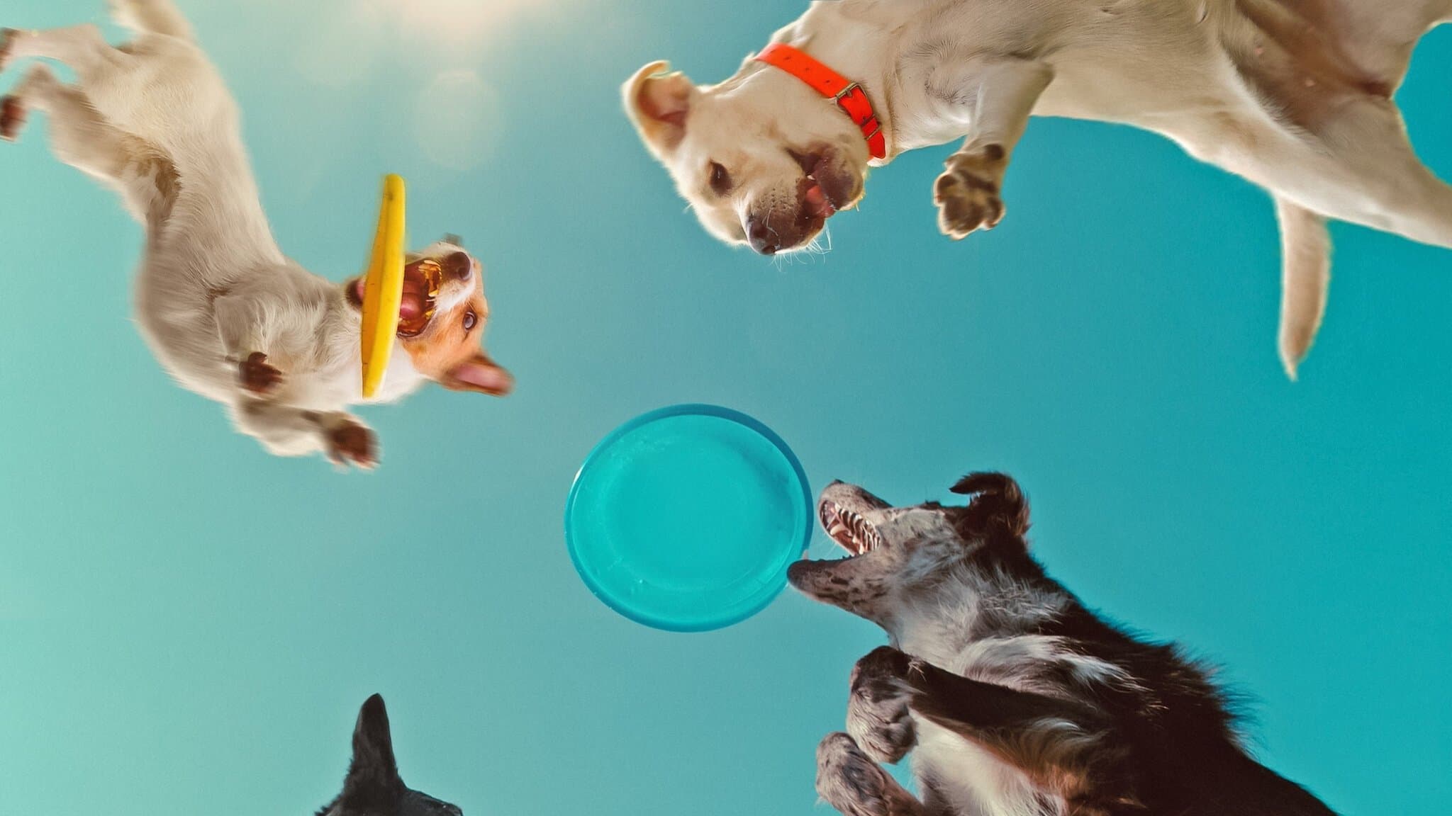 개는 왜 개일까?