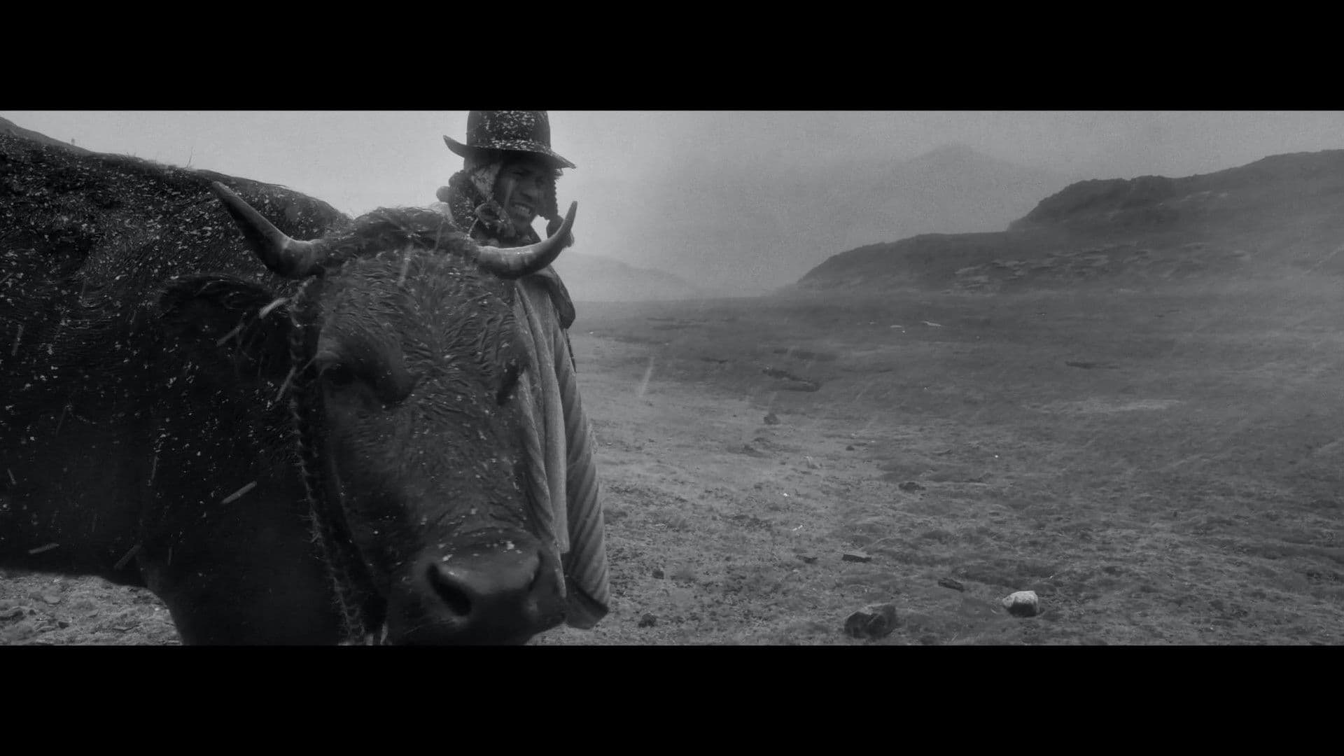 사미차이, 행복을 찾아서