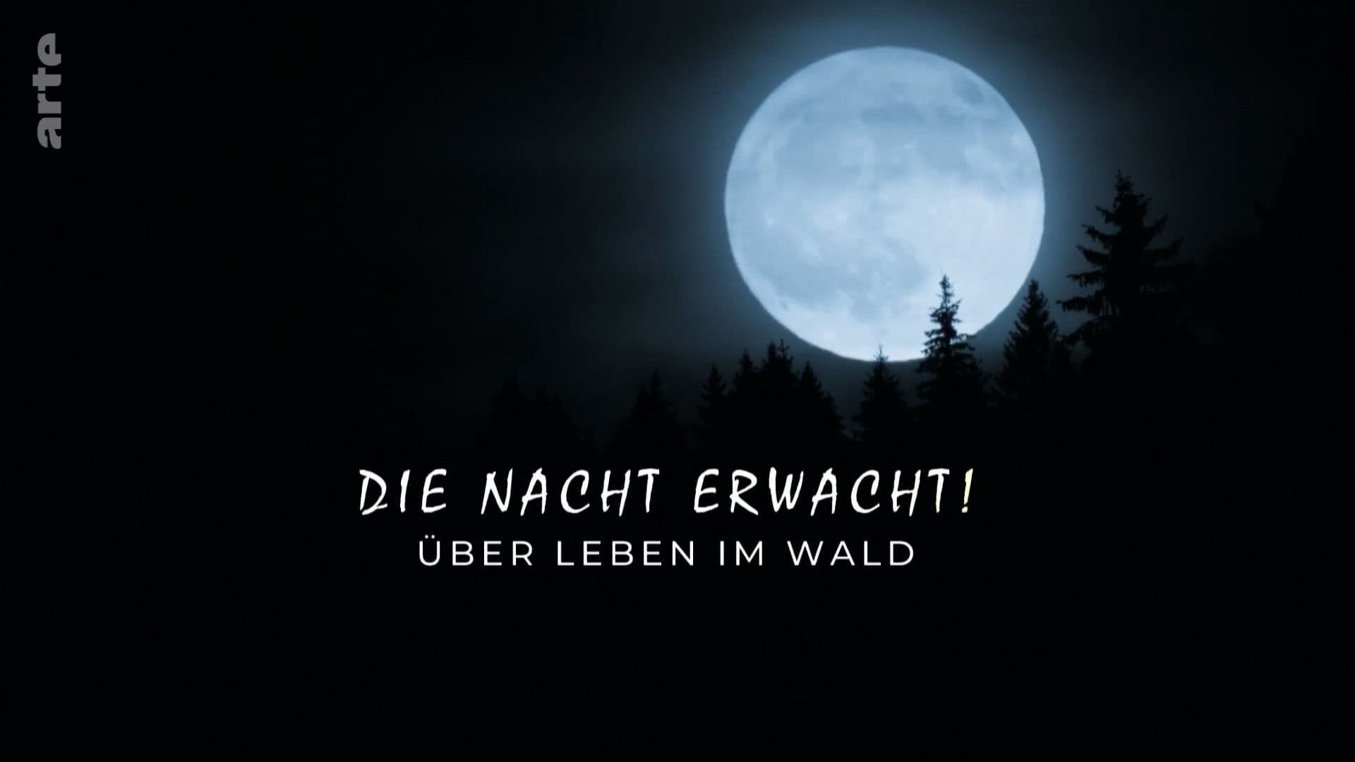 Die Nacht erwacht! Über Leben im Wald