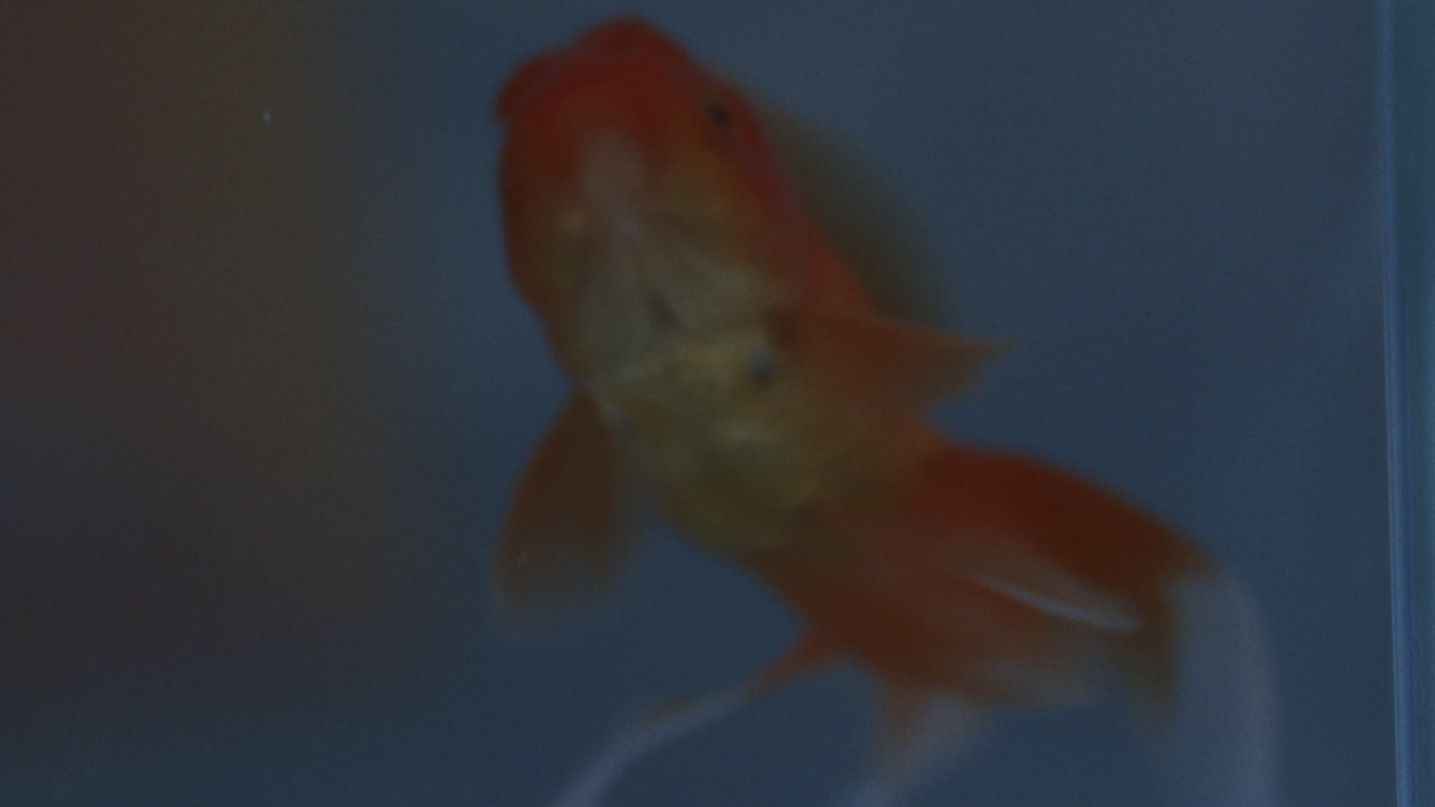 πως πεθαίνουν τα χρυσόψαρα