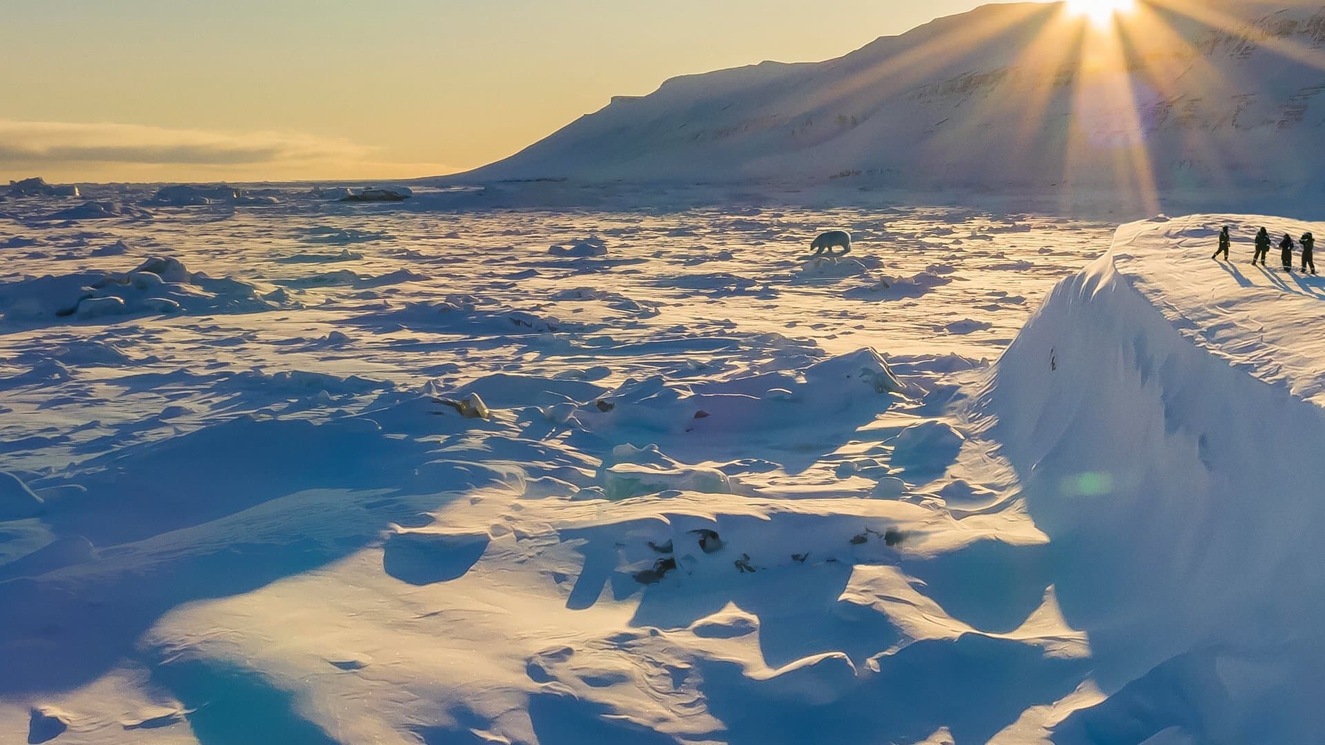 북극곰 비하인드