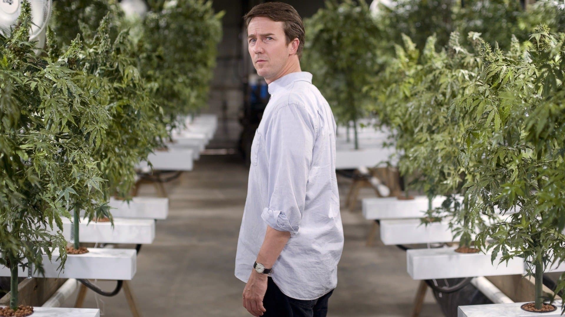 리브스 오브 그래스