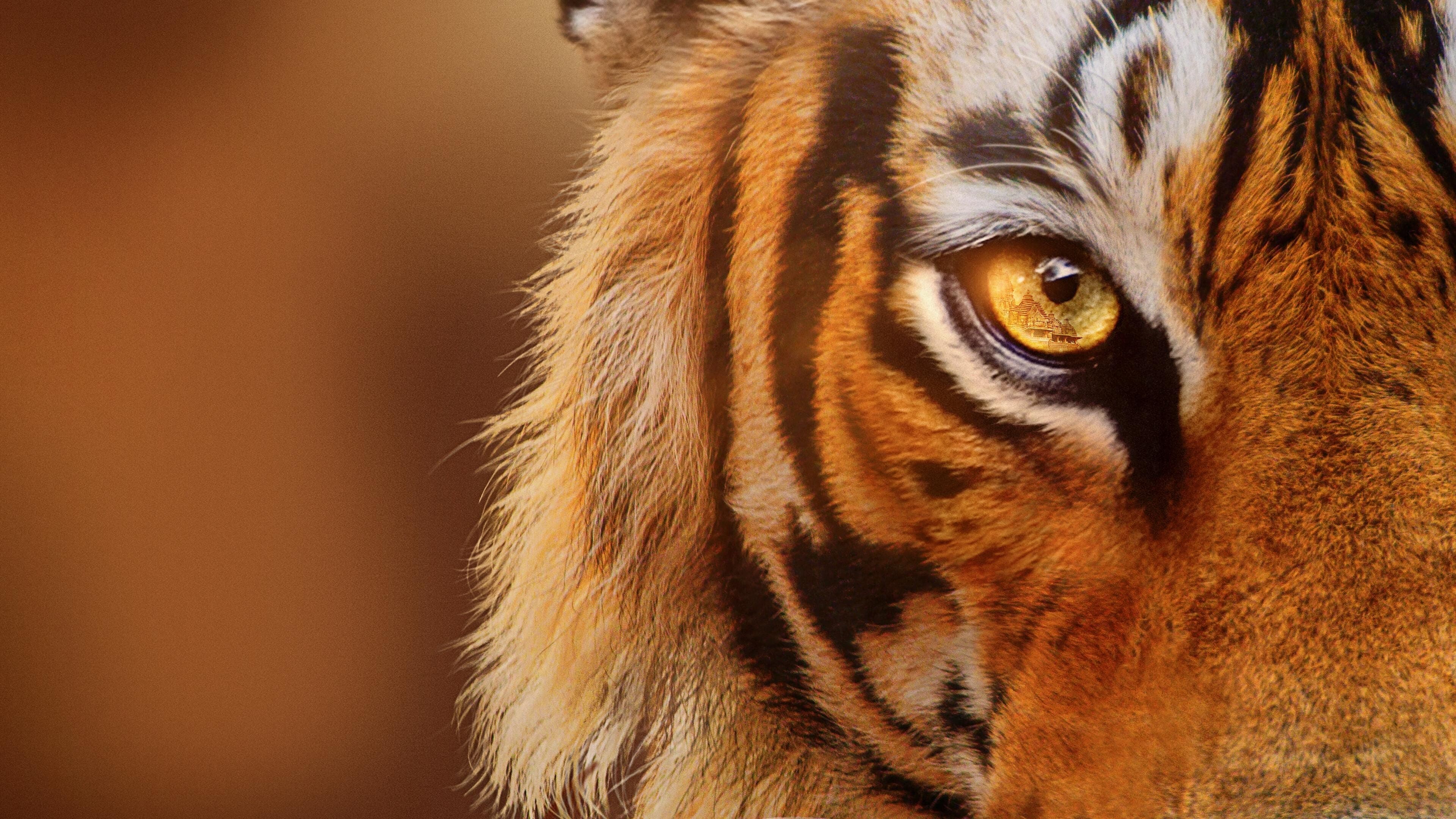 호랑이 비하인드