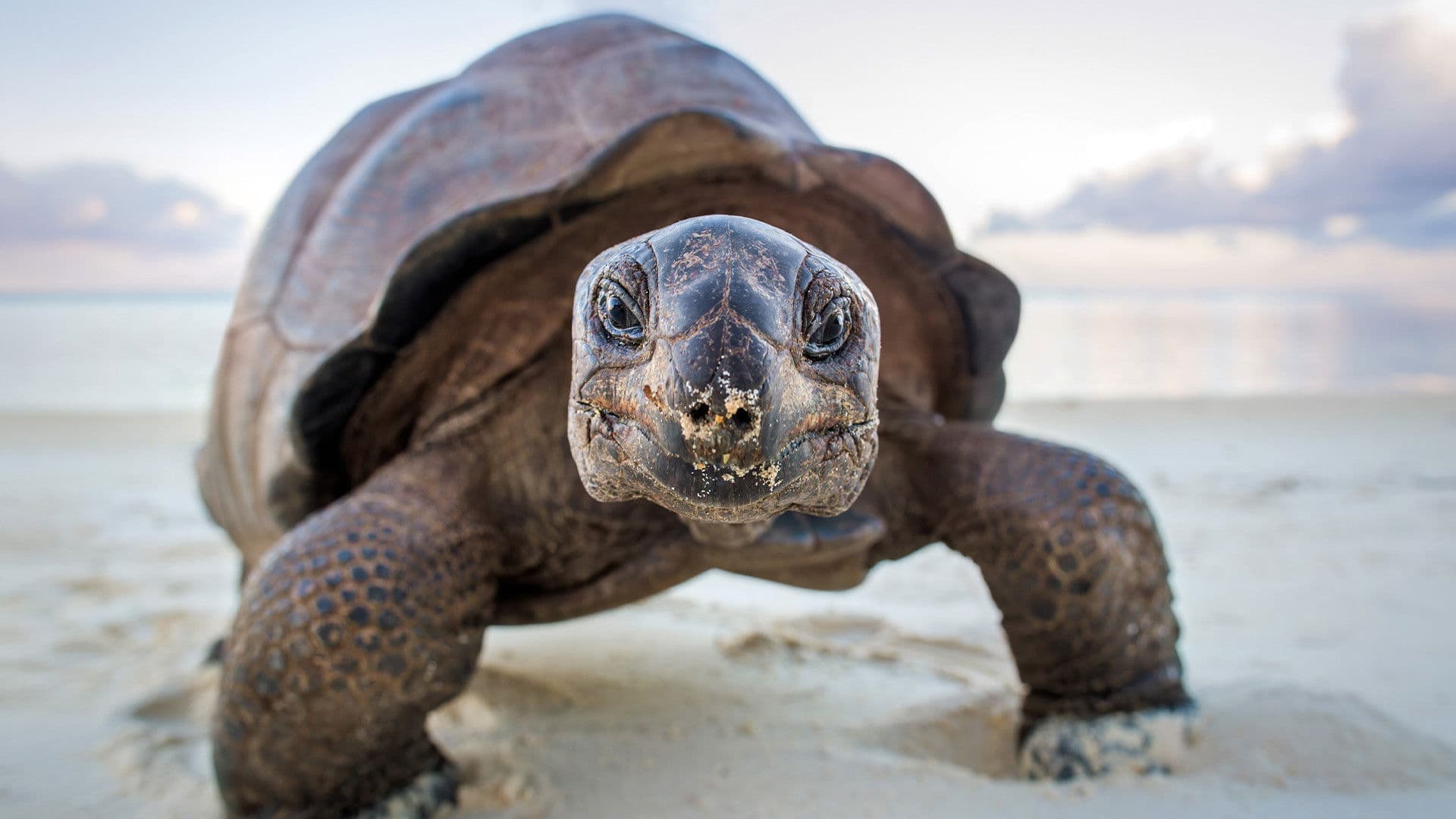 완벽한 행성, 지구