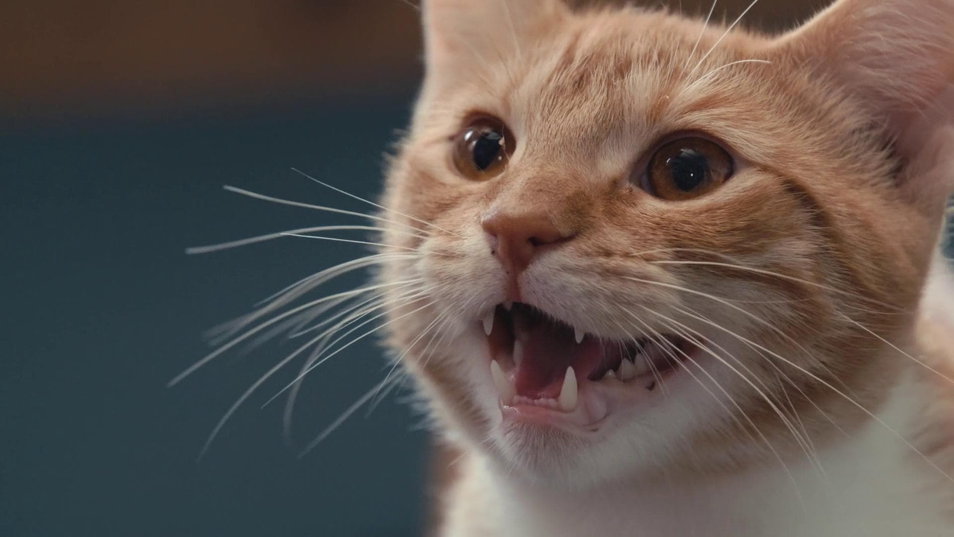 고양이는 왜 고양이일까?