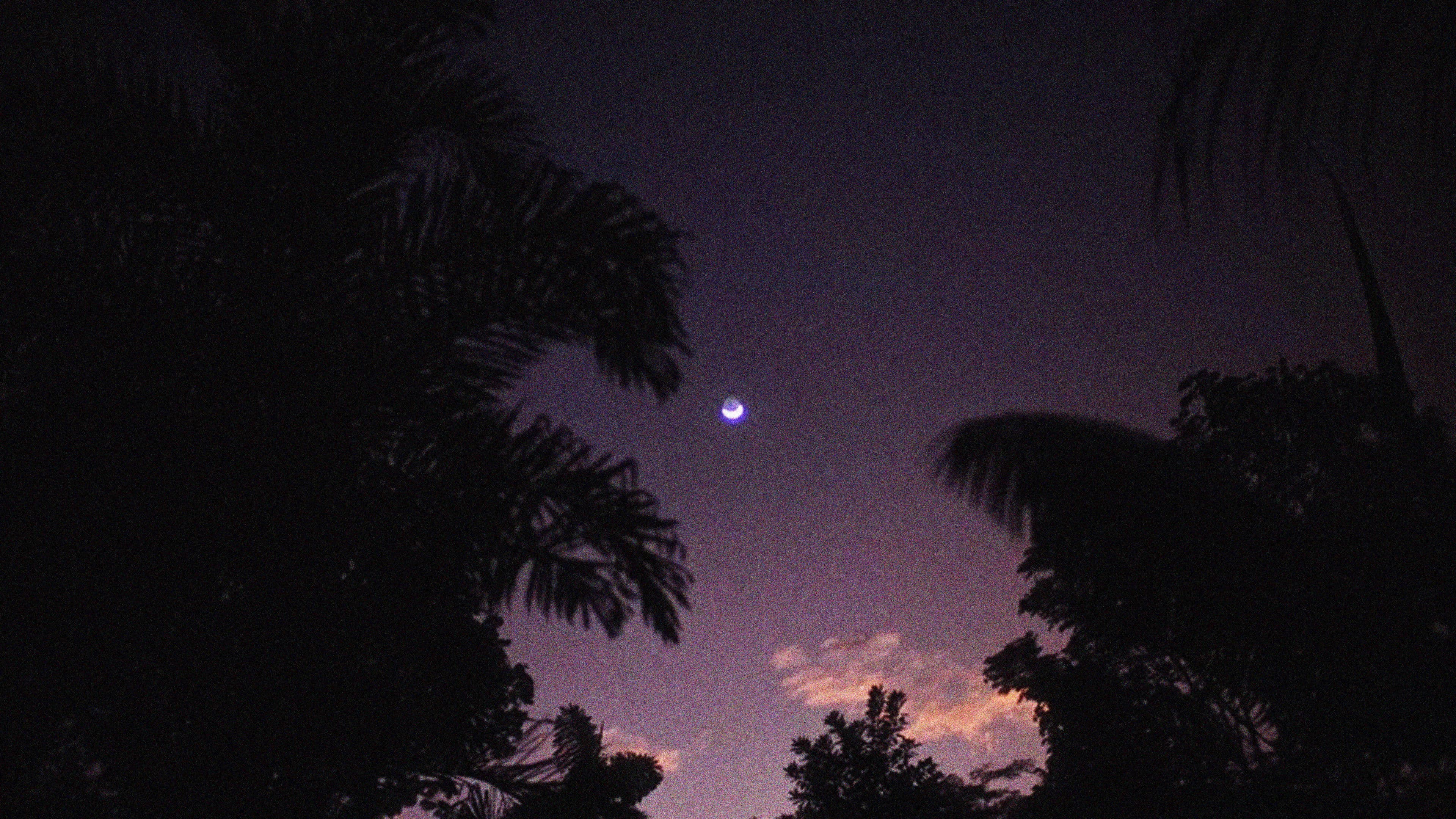 Las memorias perdidas de los árboles