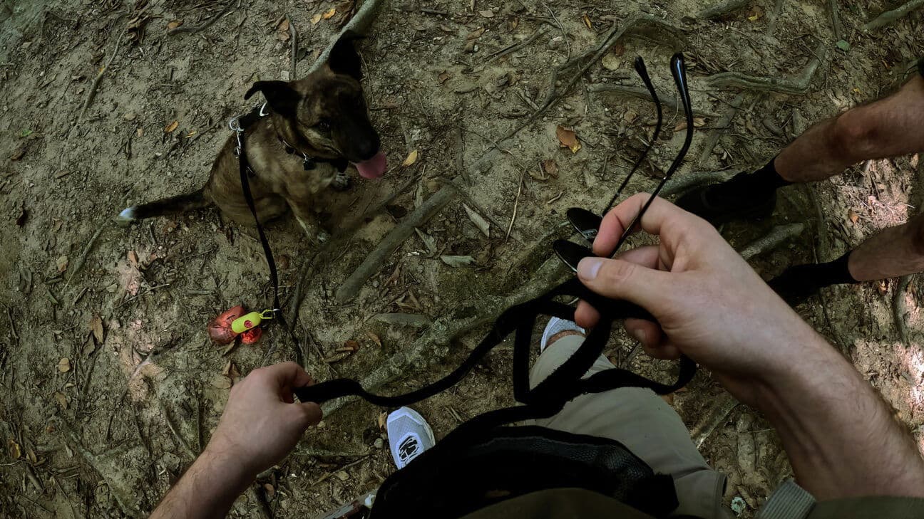 A Tired Dog is a Good Dog Parts 1 & 2