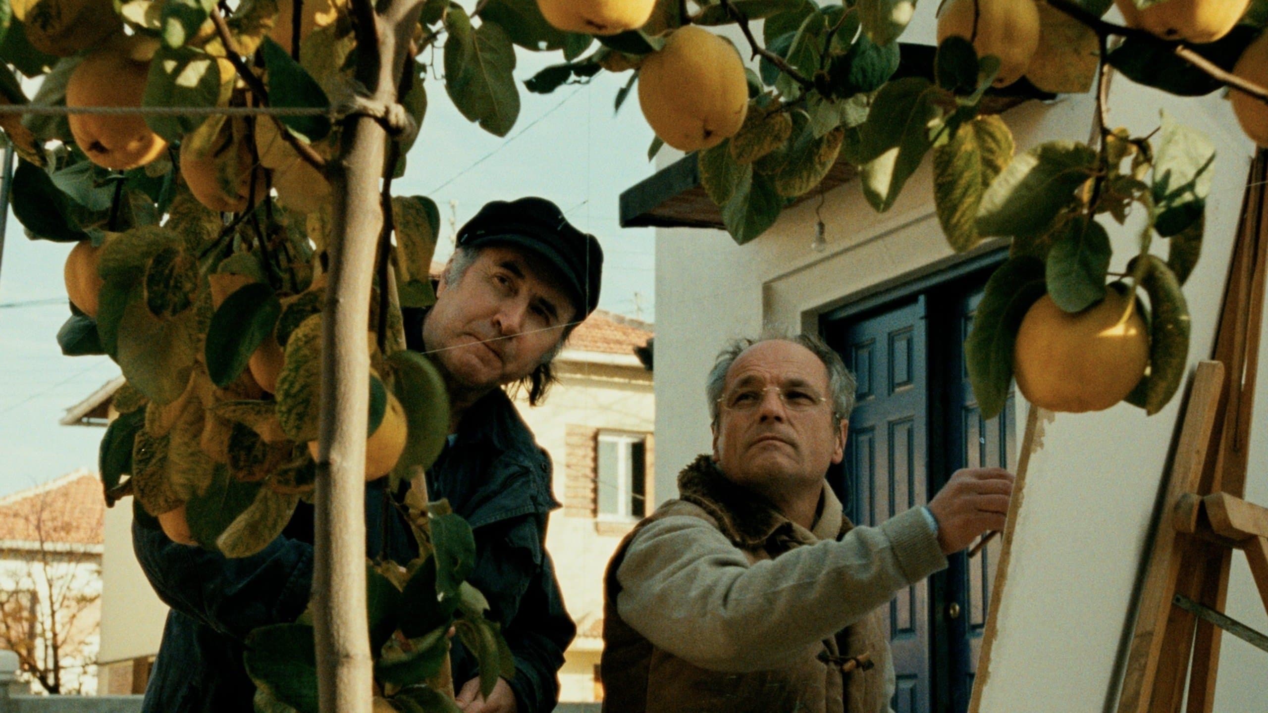 햇빛 속의 모과나무