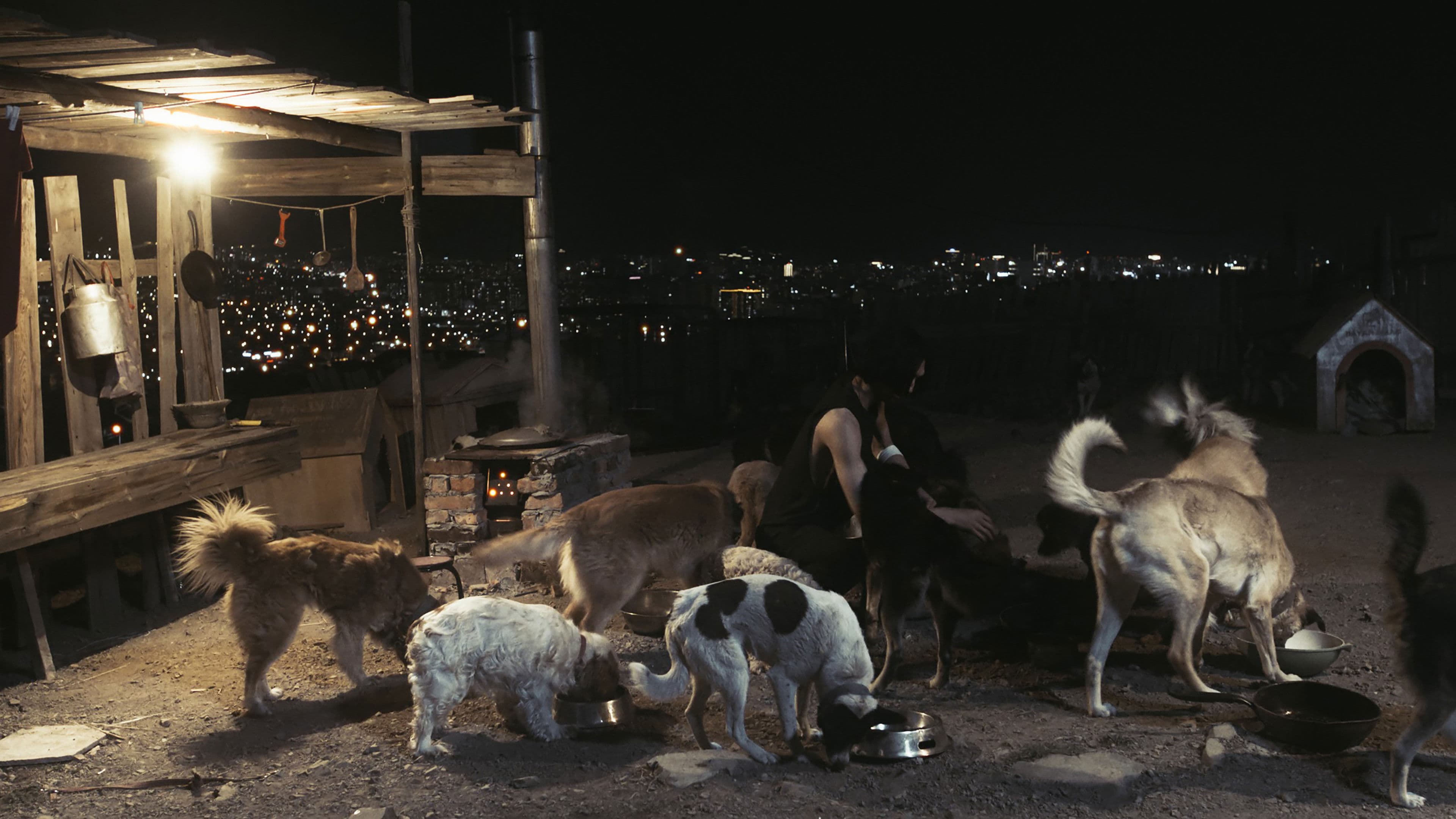 Чимээгүй хотын жолооч