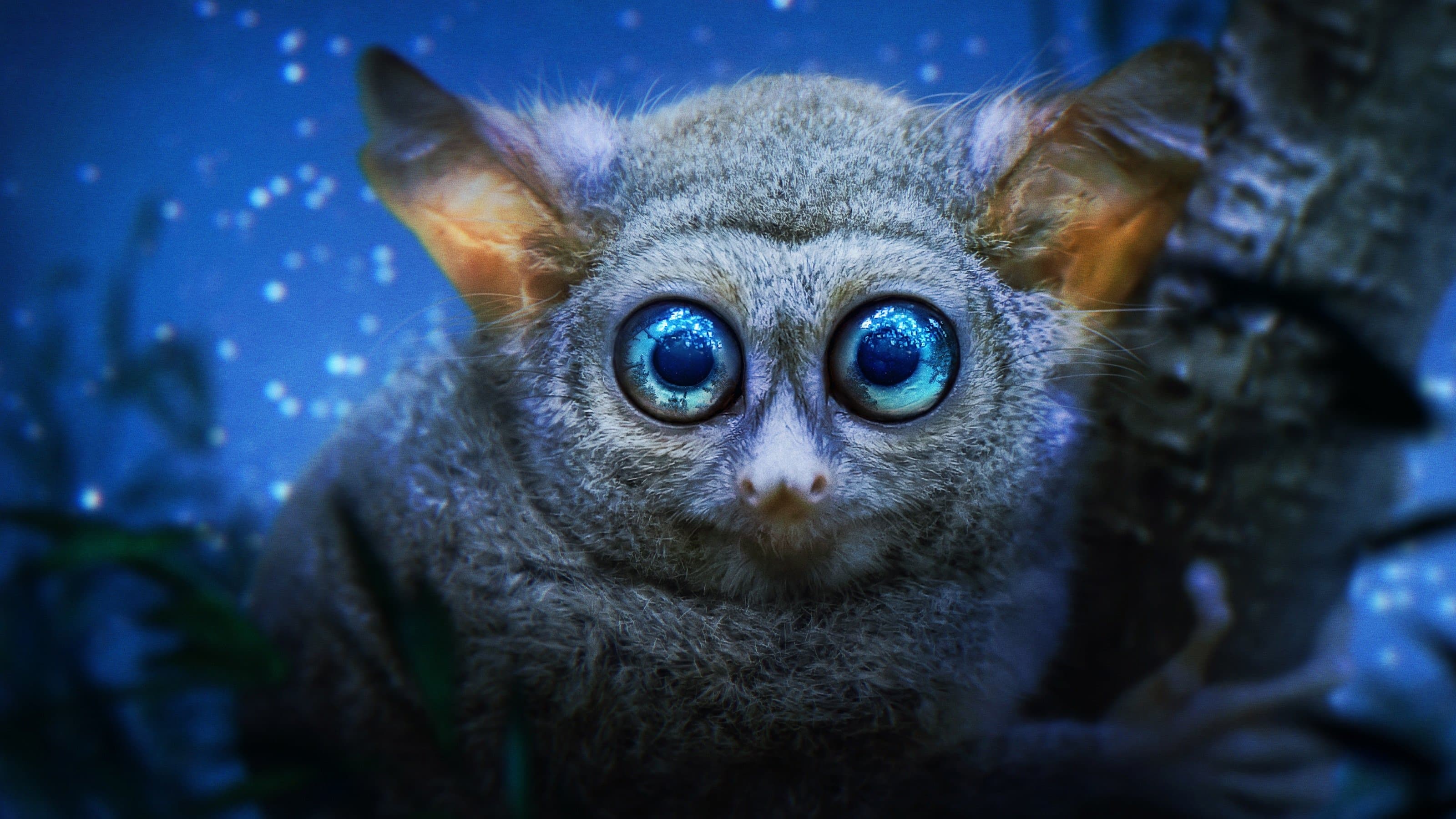 '자연에 깃든 밤의 색깔' - Earth at Night in Colour